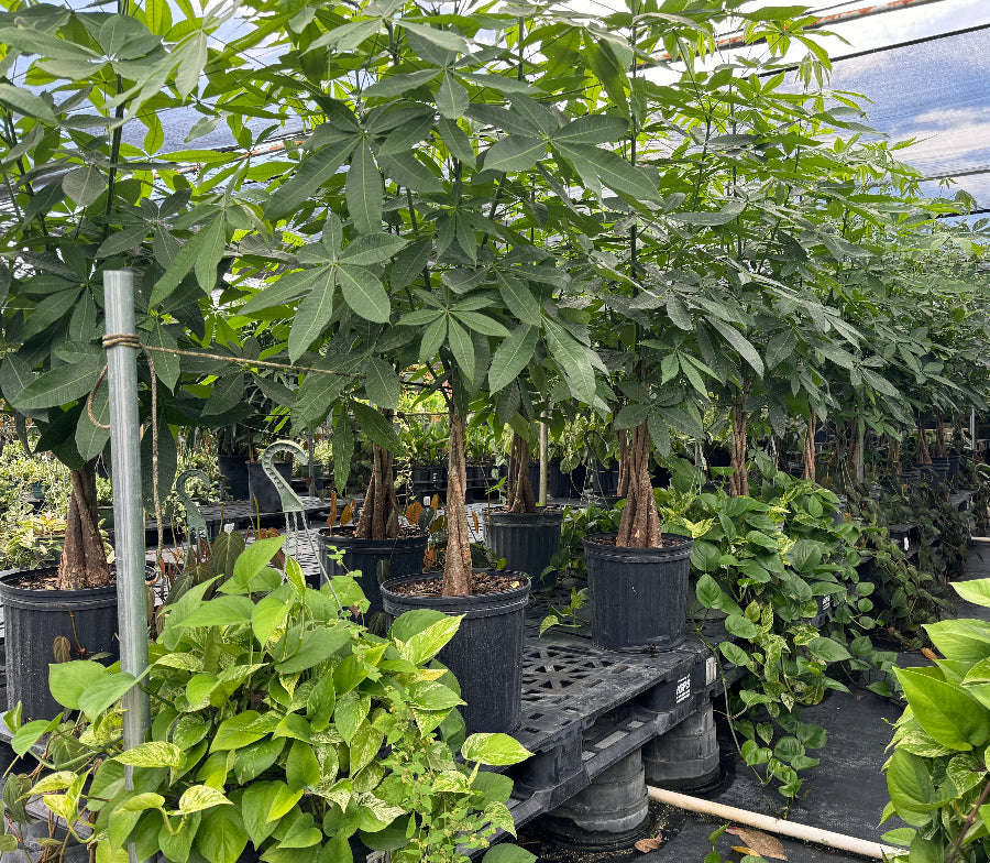 Full Grown Money Tree Braided, Tree Form, Pachira Aquatica, Good Luck Tree in a 5-gallon nursery pot for indoor or shaded outdoor use to amplify large living spaces or patios.
