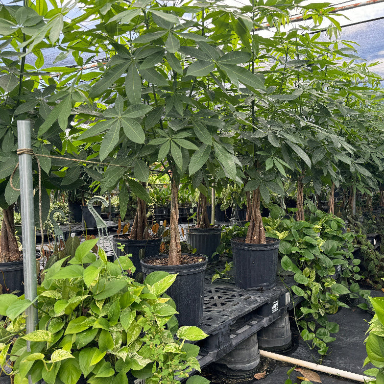 Full Grown Money Tree Braided, Tree Form, Pachira Aquatica, Good Luck Tree in a 5-gallon nursery pot for indoor or shaded outdoor use to amplify large living spaces or patios.