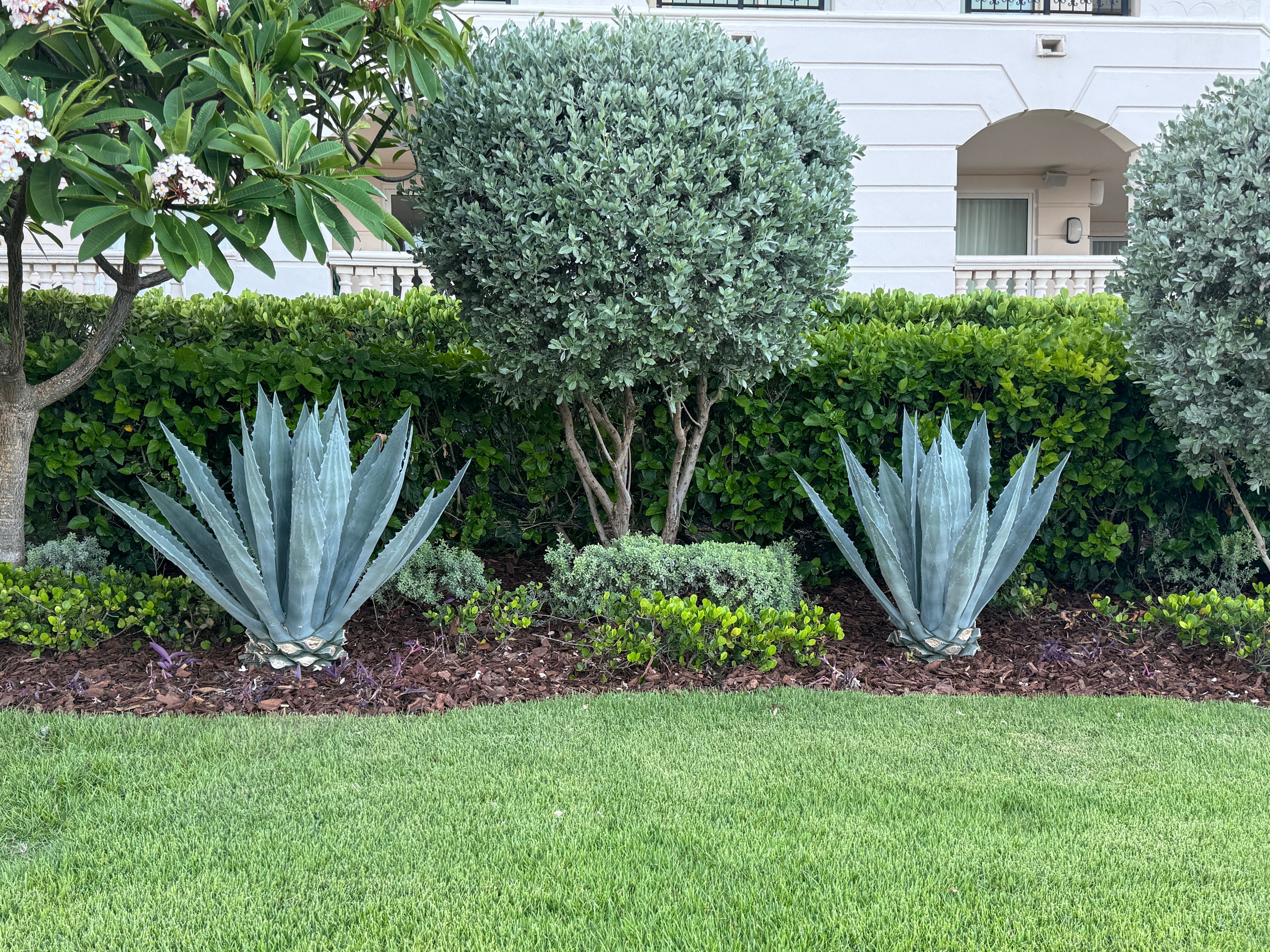 Silver Buttonwood Tree Form, Florida Landscape Tree