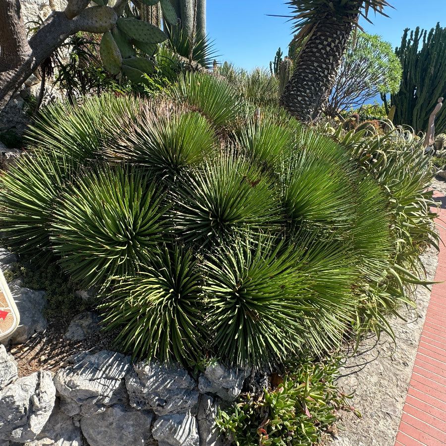 A compact Agave Geminiflora plant with needle-like leaves and copper tips, forming a neat globe shape. Planted in a desert Garden.