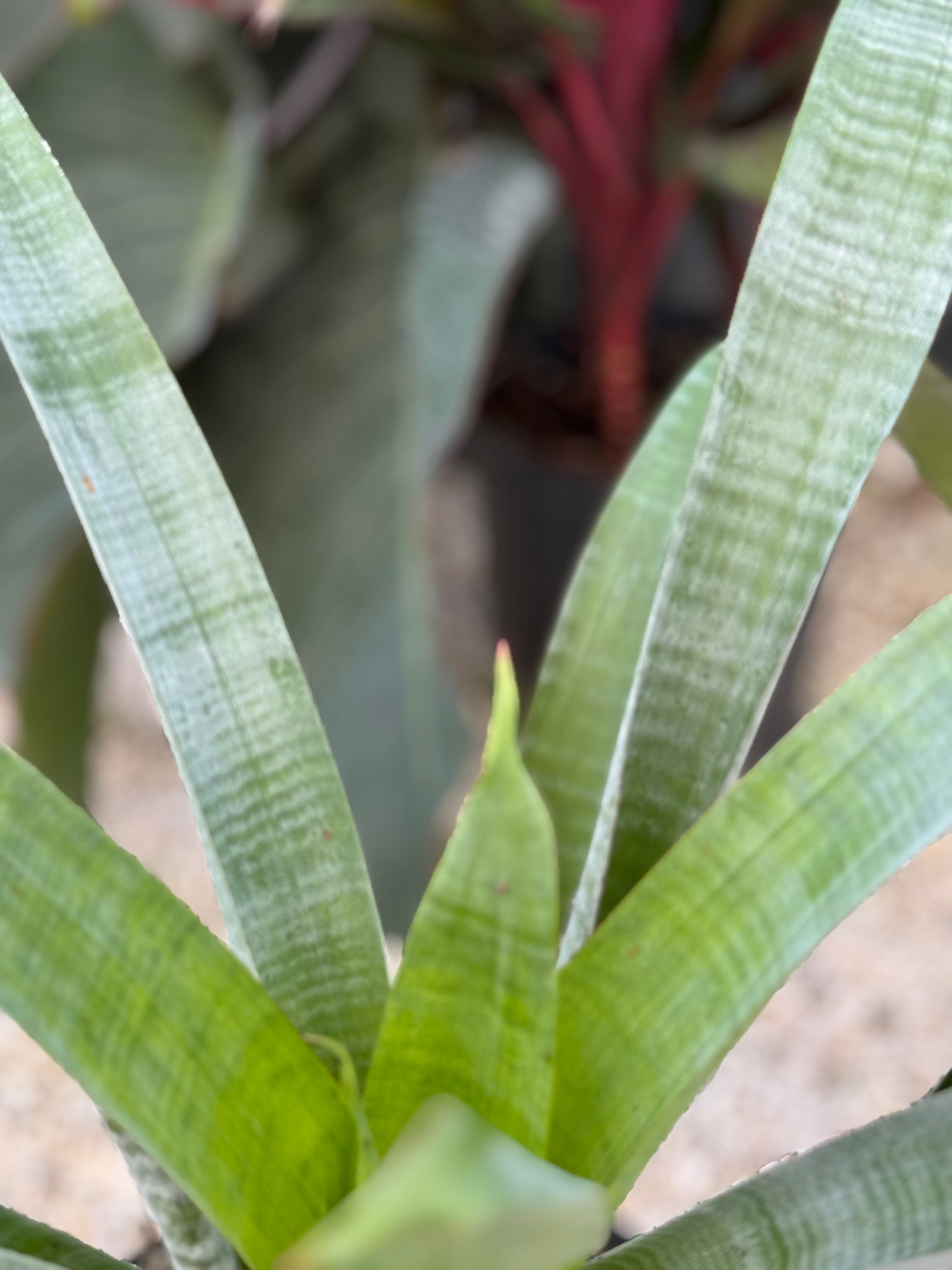 Bromeliad Odorata Alcantarea