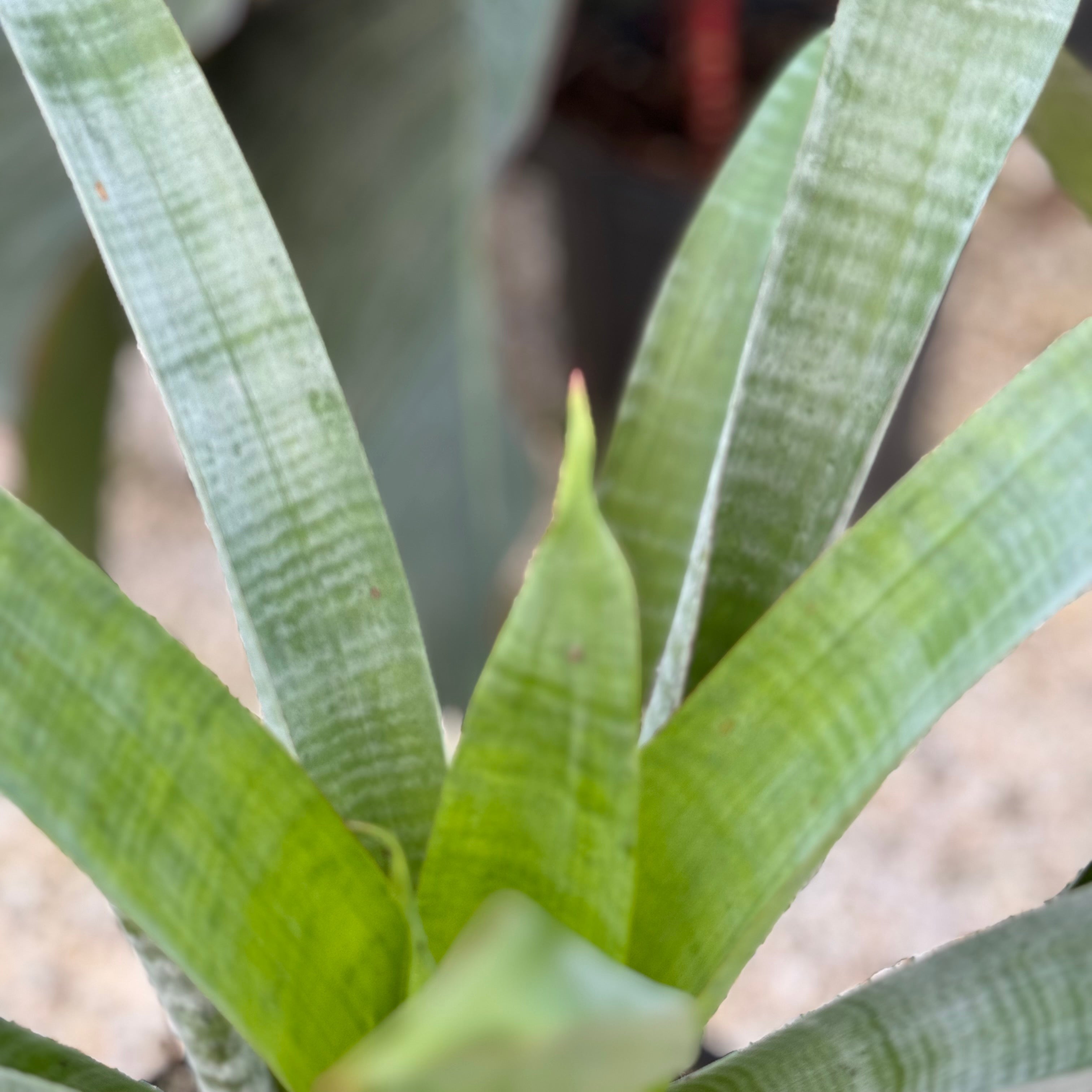 A Bromeliad Alcantarea Odorata plant with elongated silver foliage in an outdoor setting with greenery and a pink flower in the background top view