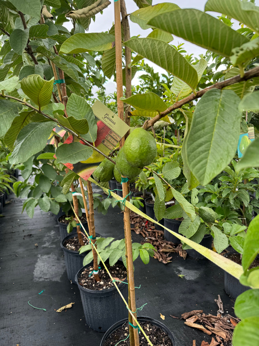 A young potted fruit tree with large, textured green leaves and round green fruit, supported by a wooden stake and growing in a black nursery pot