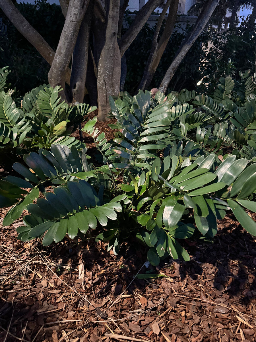 Cardboard Palm cycad growing in a garden bed.