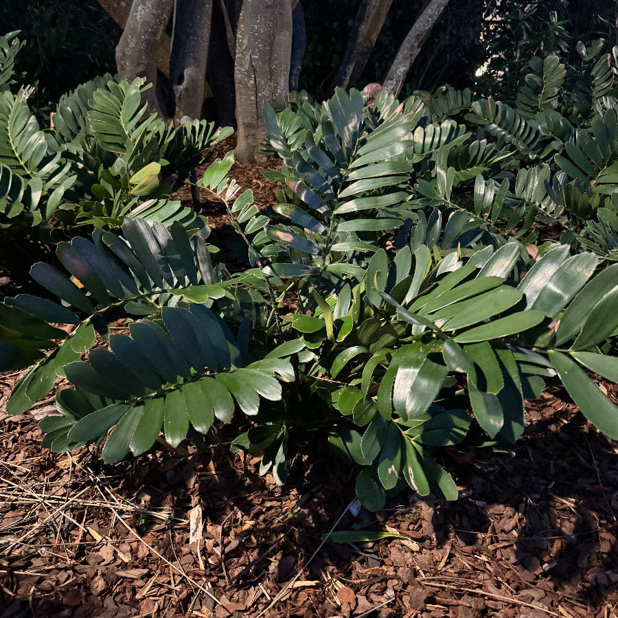 Cardboard Palm cycad growing in a garden bed.