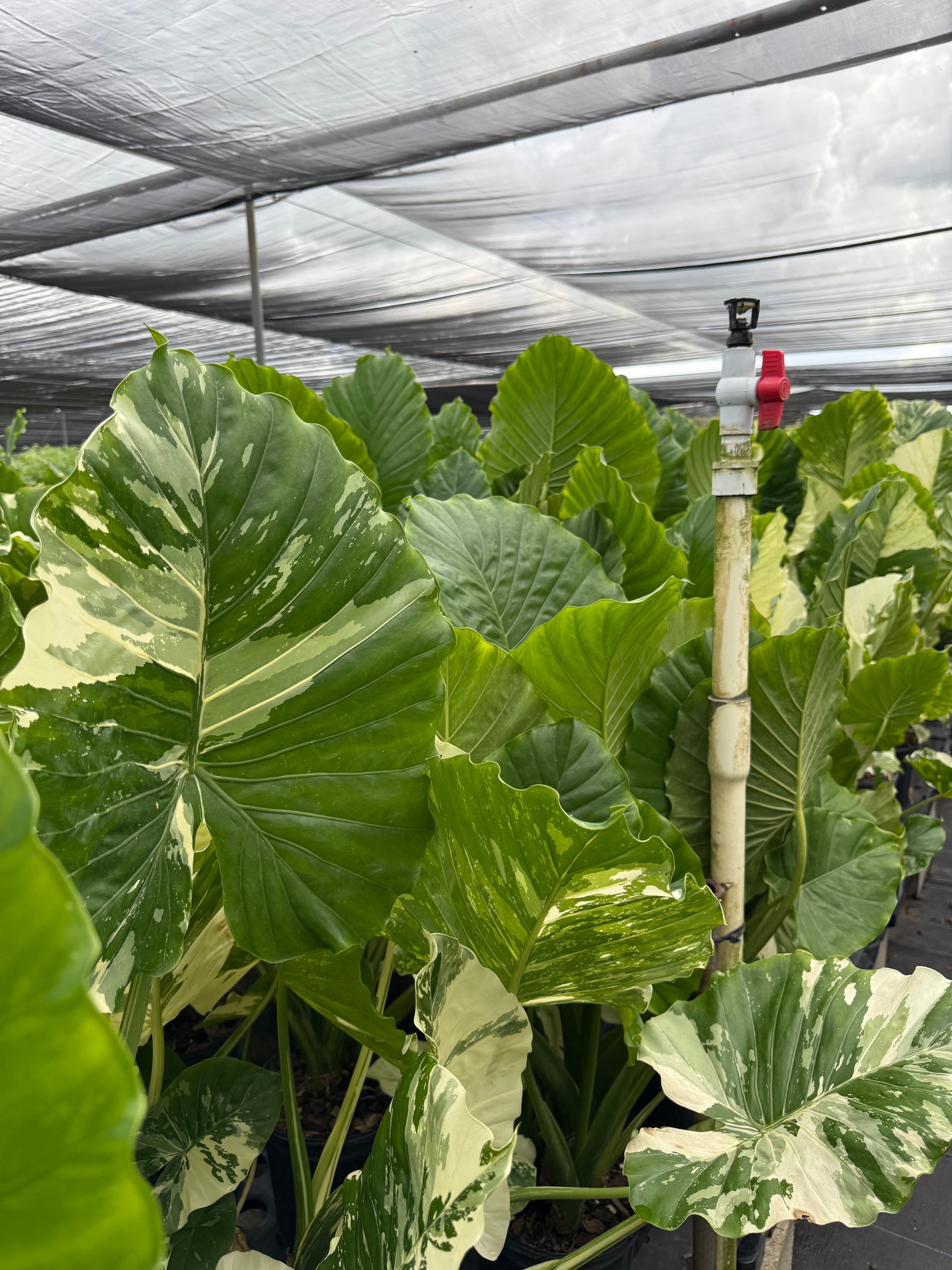 Alocasia Macrorrhiza Variegata, Collectors Rare And Exotic.