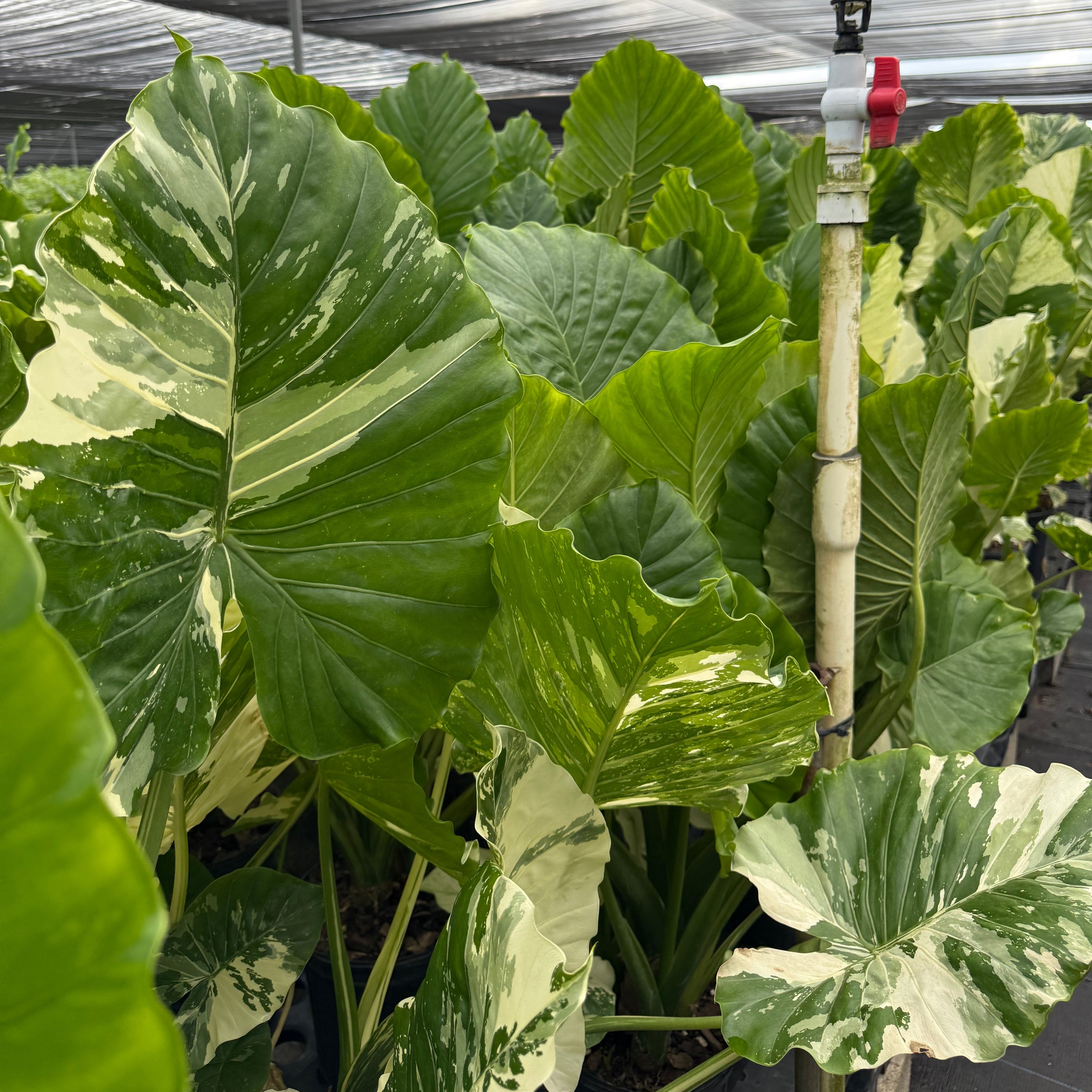 Close up of Alocasia Macrorrhiza Variegata foliage in a greenhouse setting, featuring massive striking green and white variegated leaves and tall upright stems, ideal for adding an exotic tropical look to any plant collection.