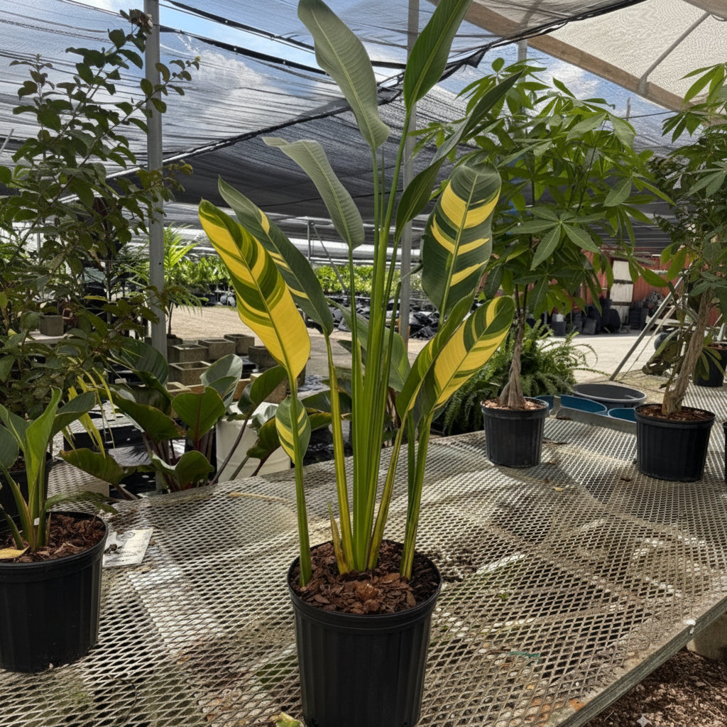 False Variegated Bird of Paradise Tree in 5 gallon container with striking yellow and green variegated leaves and tall upright stems, ideal for bright indoor spaces and tropical outdoor landscapes.