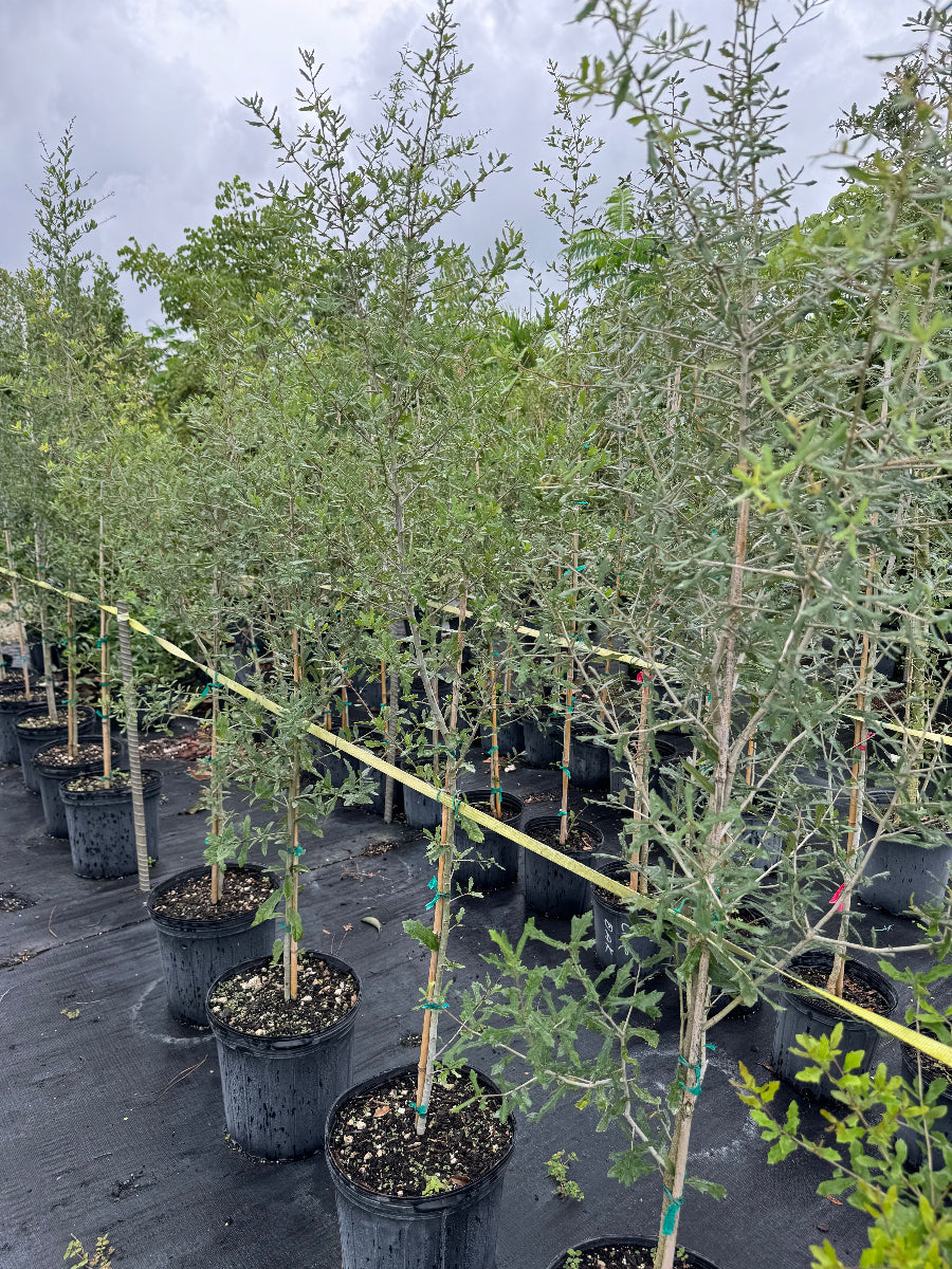 Rows of young, slender trees with delicate green foliage, supported by stakes and growing in black nursery pots