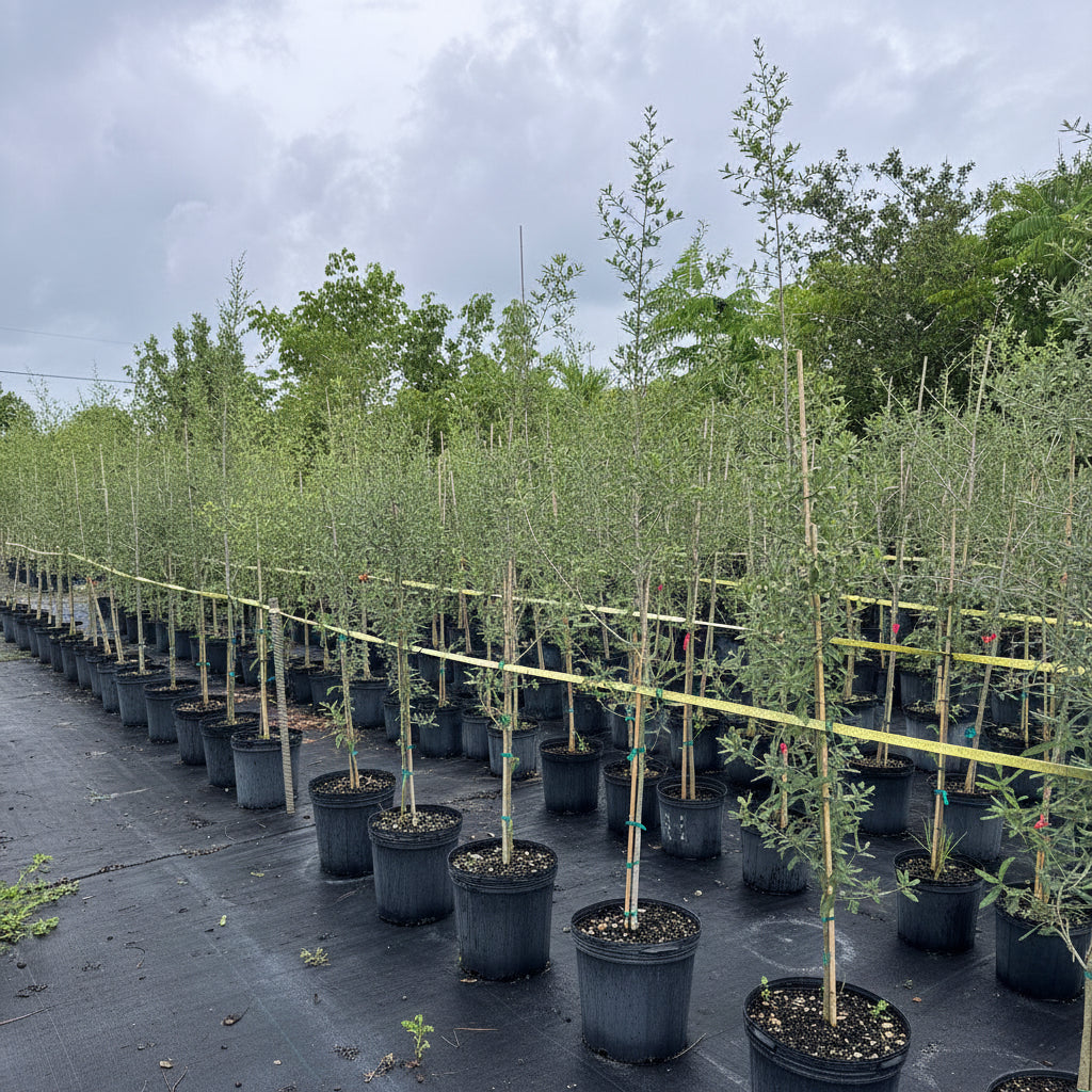 Rows of young, slender trees with delicate green foliage, supported by stakes and growing in black nursery pots