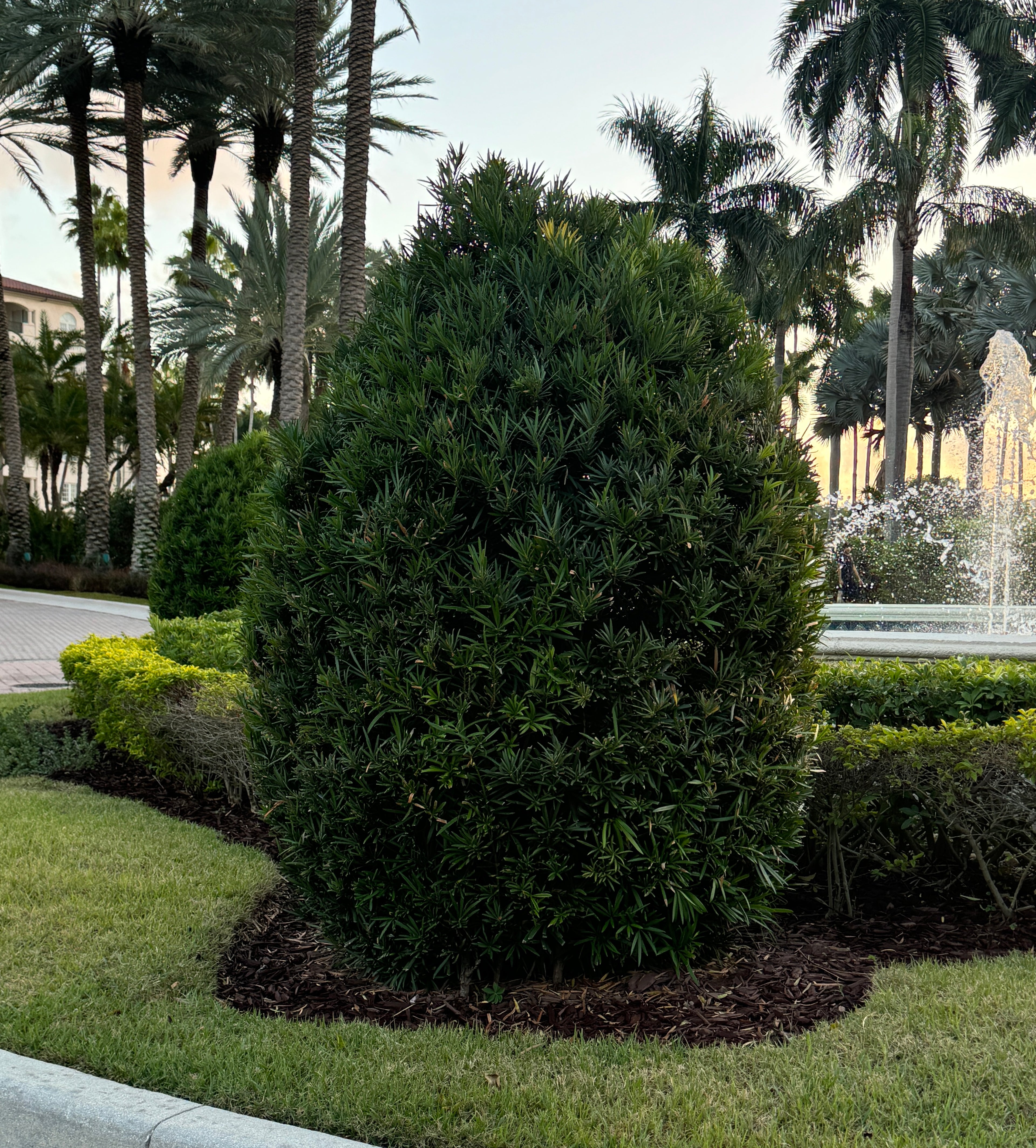 Topiary Eugenia Cosmic Egg Shape