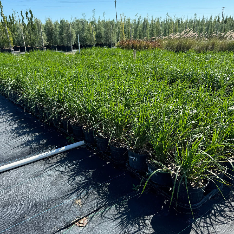 Feather Reed Grass, Karl Foerster in 6in pot in trays outside