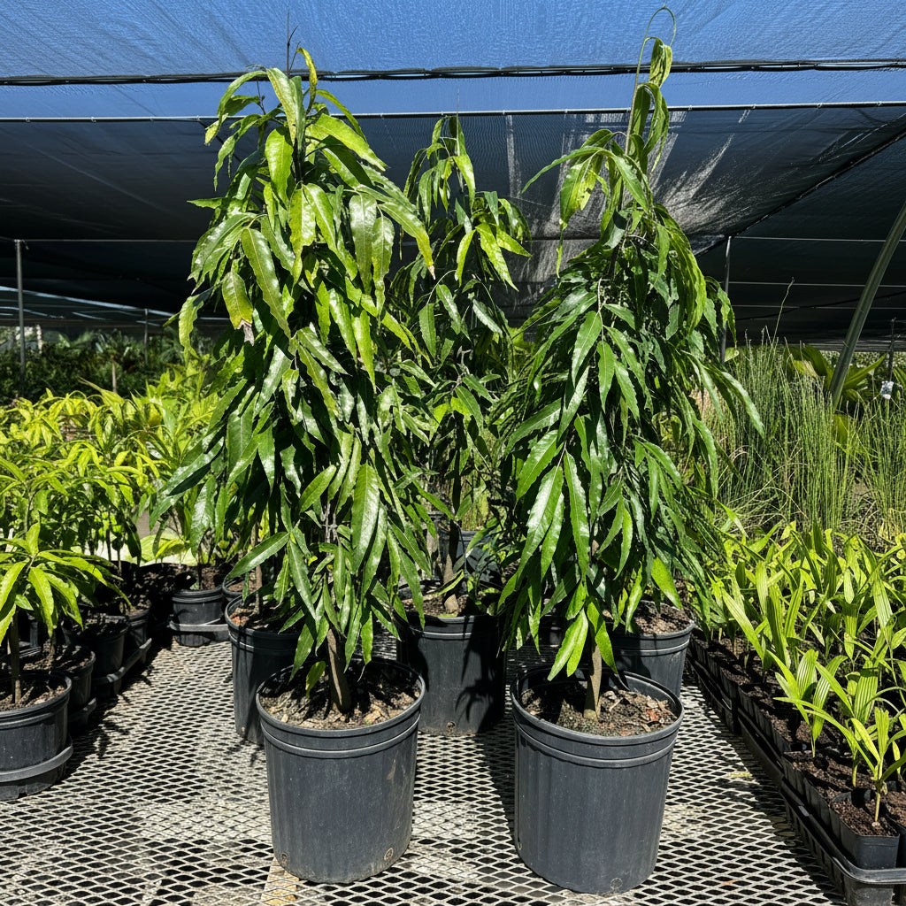 Young False Ashoka, Mast Tree&