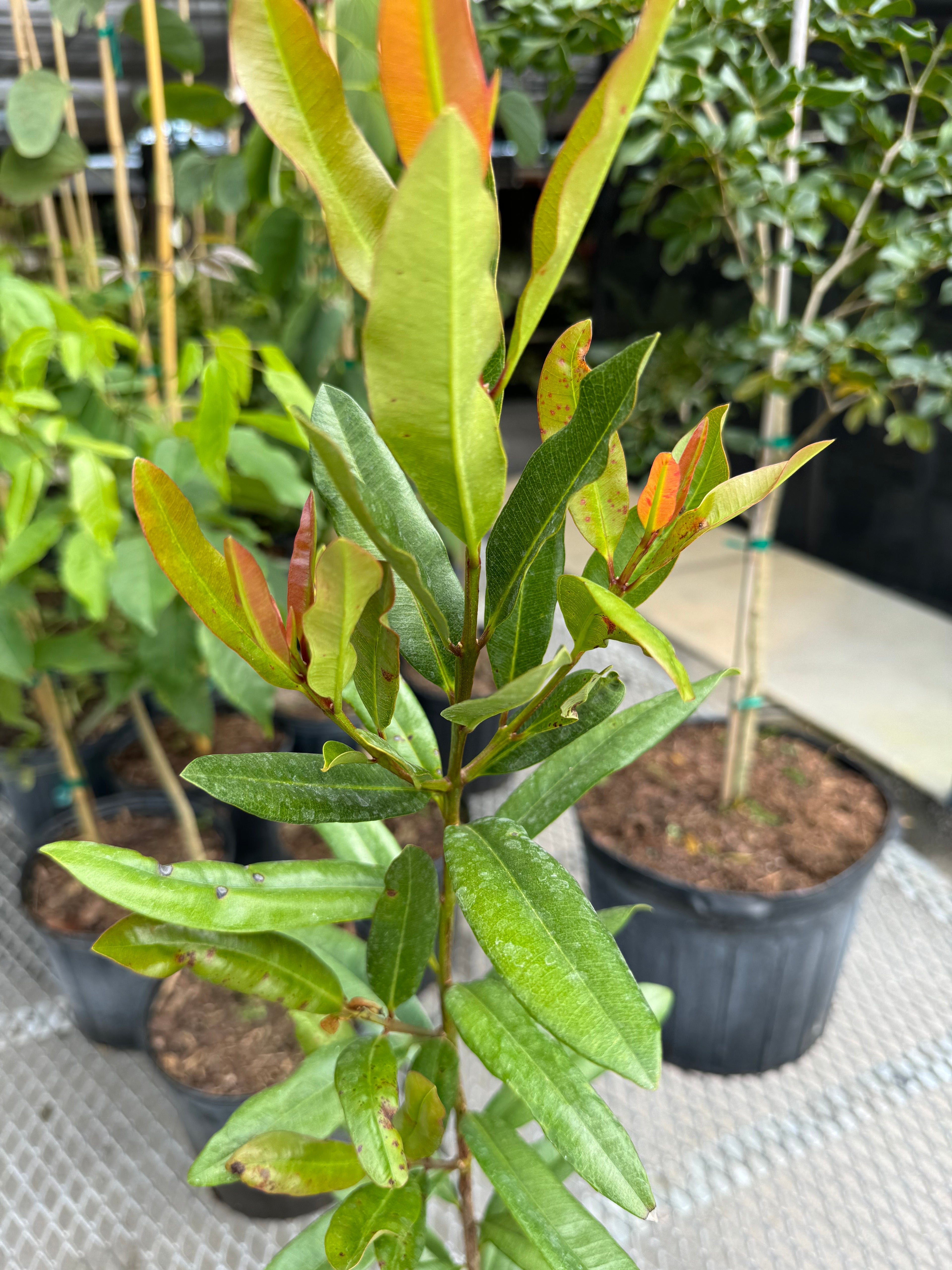 Bay Rum Flowering Tree, Pimenta Racemosa