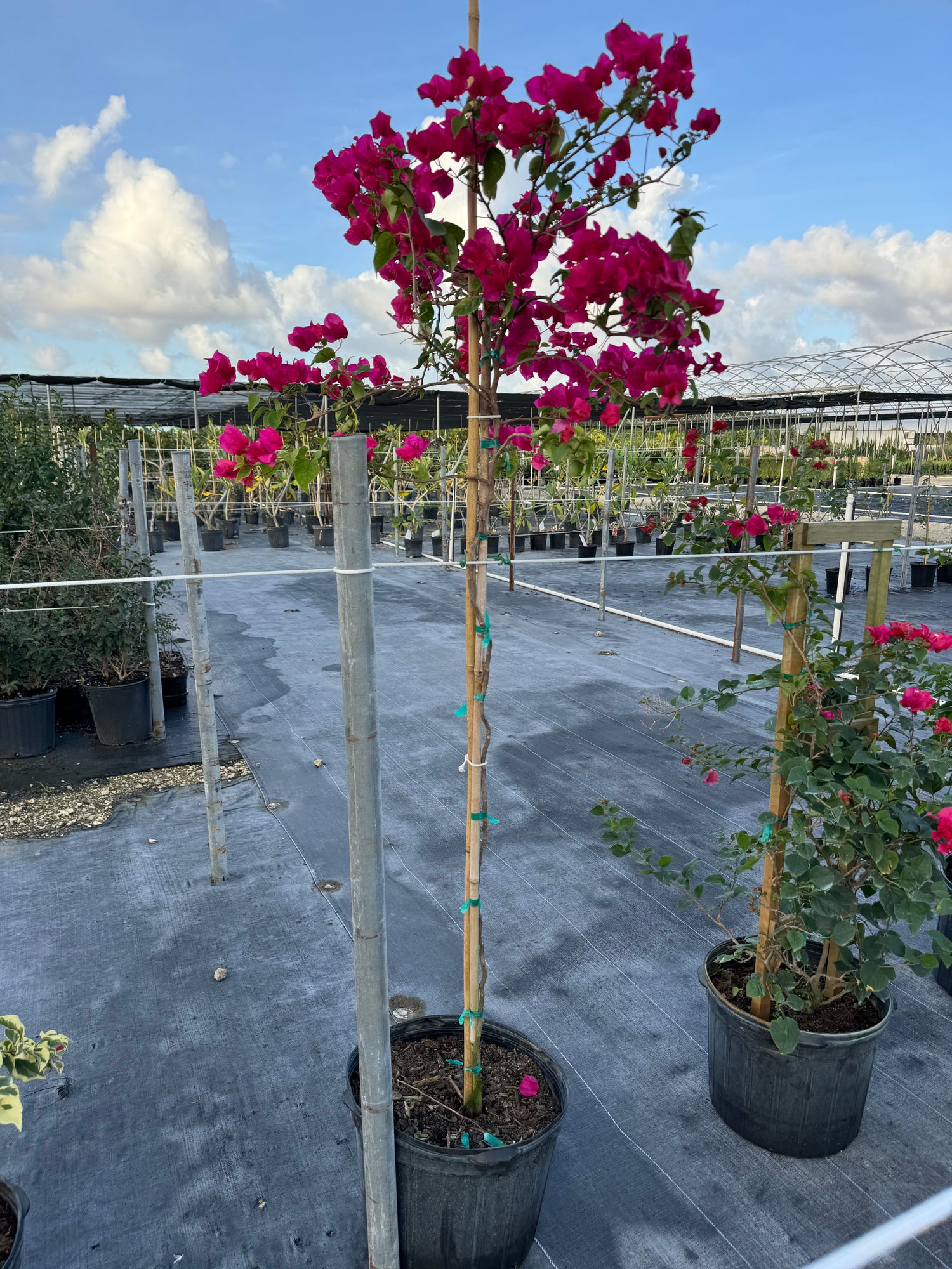 Bougainvillea Red Flower Tree Like Form Single Trunk, Flowering Tree