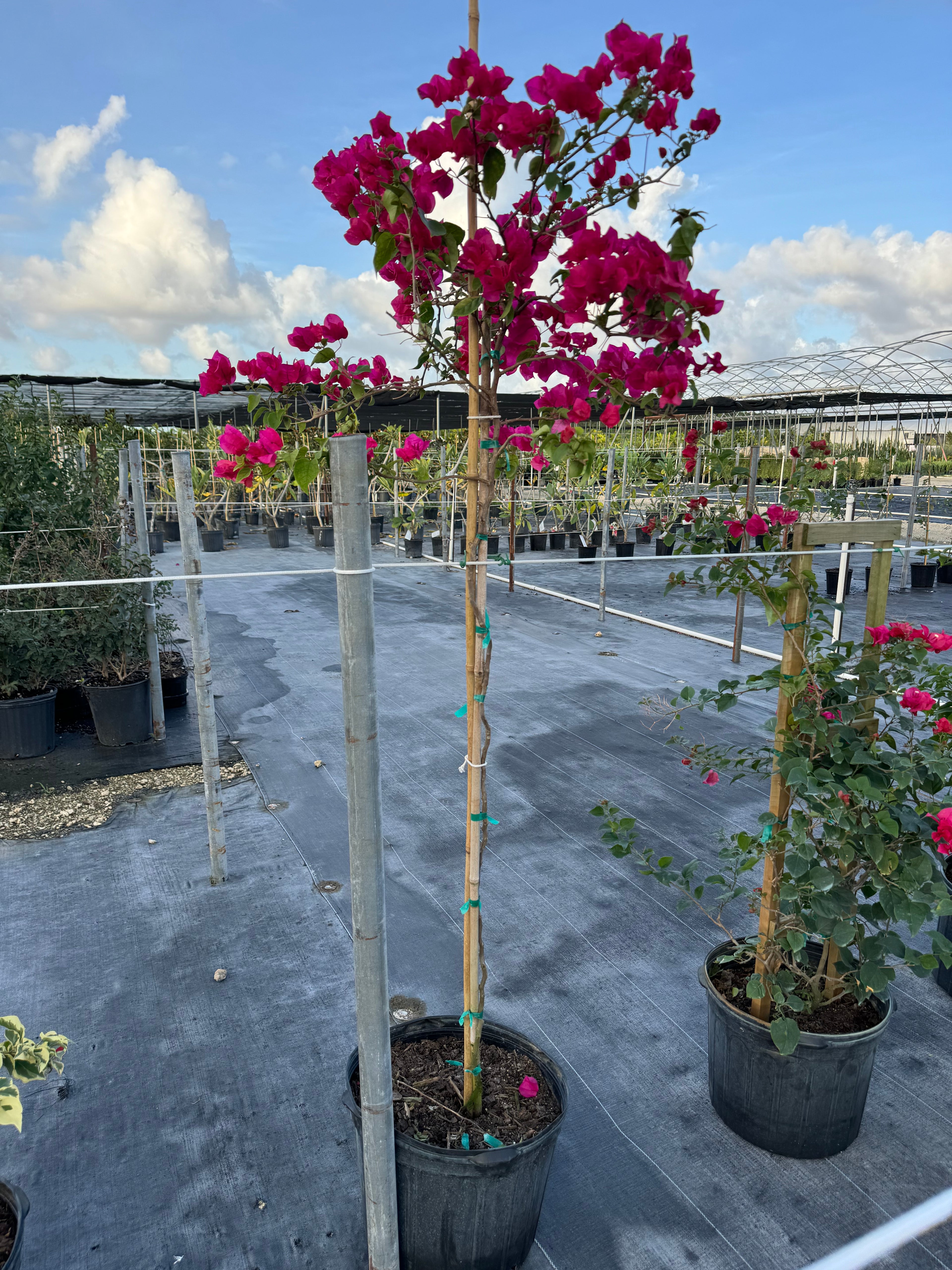 Bougainvillea Red Flower Tree Like Form Single Trunk, Flowering Tree