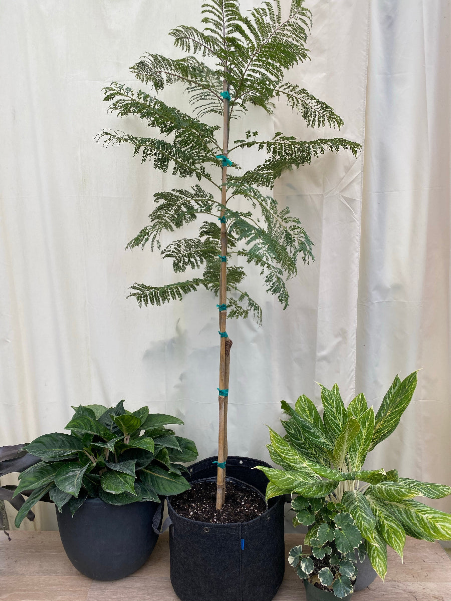 Young Jacaranda Mimosifolia Purple Flowering Tree in a 5 gallon black fabric nursery pot, supported by a bamboo stake with green ties. The tree displays its characteristic lush, feathery green foliage, standing on a concrete patio against a white fabric background, alongside other small potted plants. This specimen shows full potential for shade and ornamental garden focal points.