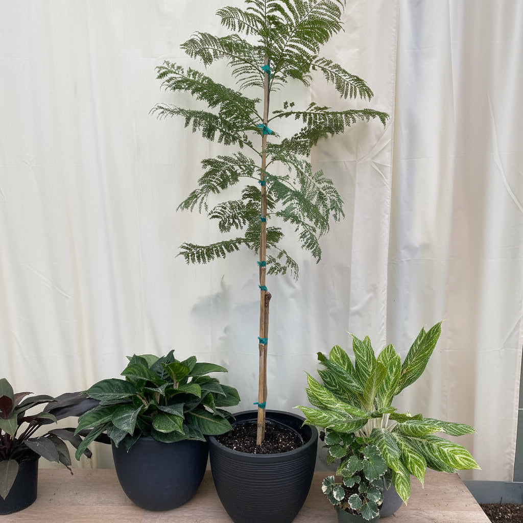 Young Jacaranda Mimosifolia Purple Flowering Tree in a 5 gallon black fabric nursery pot, supported by a bamboo stake with green ties. The tree displays its characteristic lush, feathery green foliage, standing on a concrete patio against a white fabric background, alongside other small potted plants. This specimen shows full potential for shade and ornamental garden focal points.
