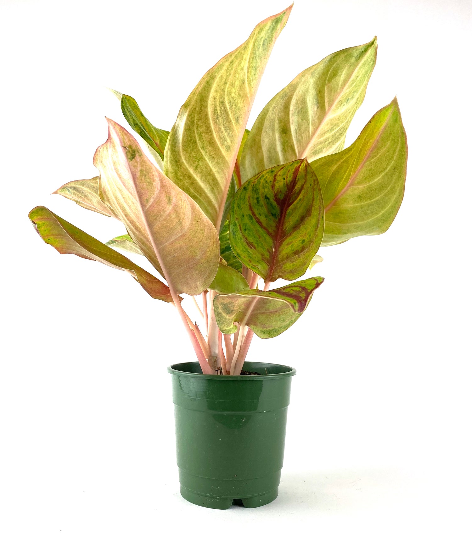 Aglaonema Golden Papaya Chinese Evergreen with white background