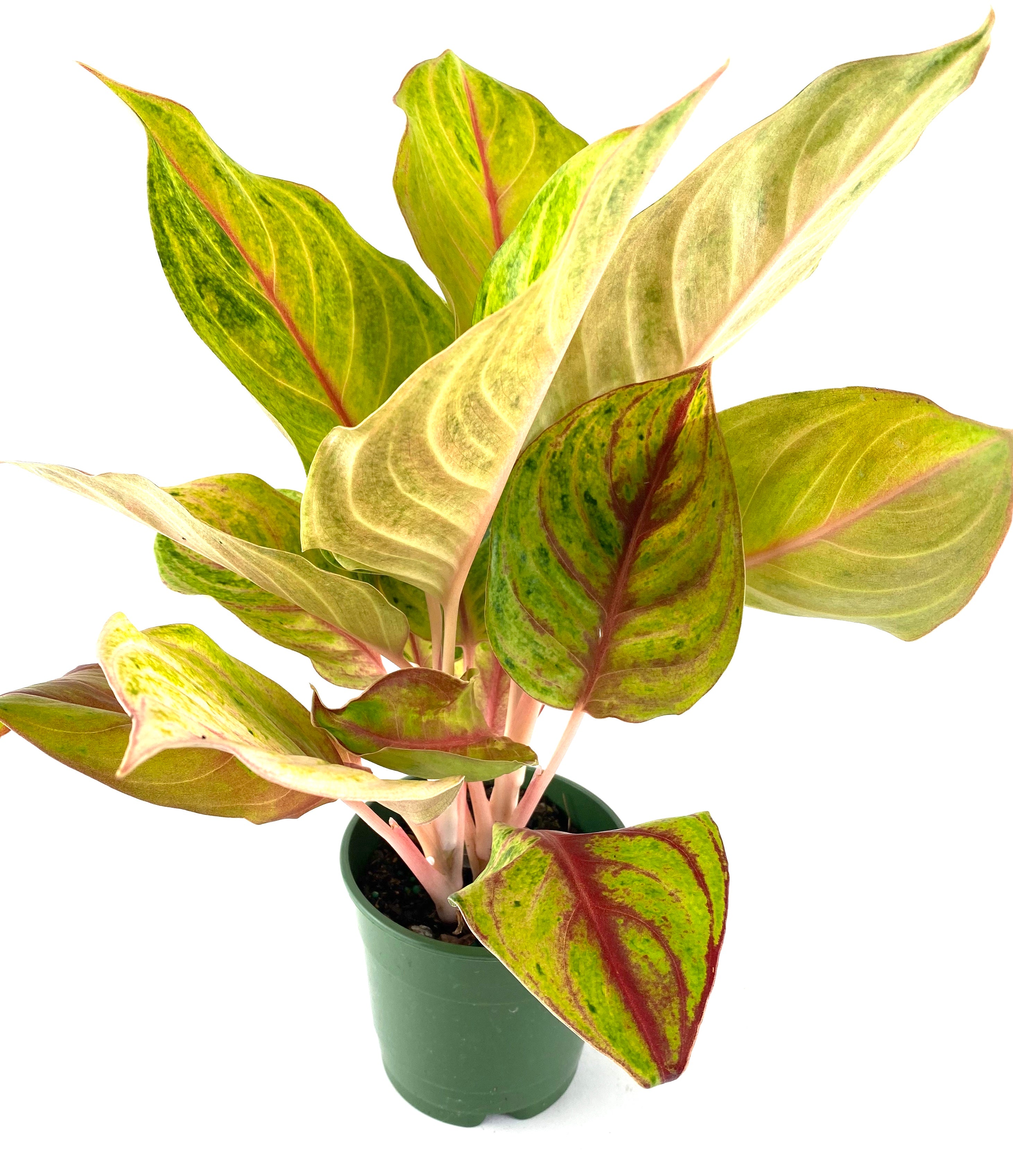 Aglaonema Golden Papaya Chinese Evergreen in a green pot