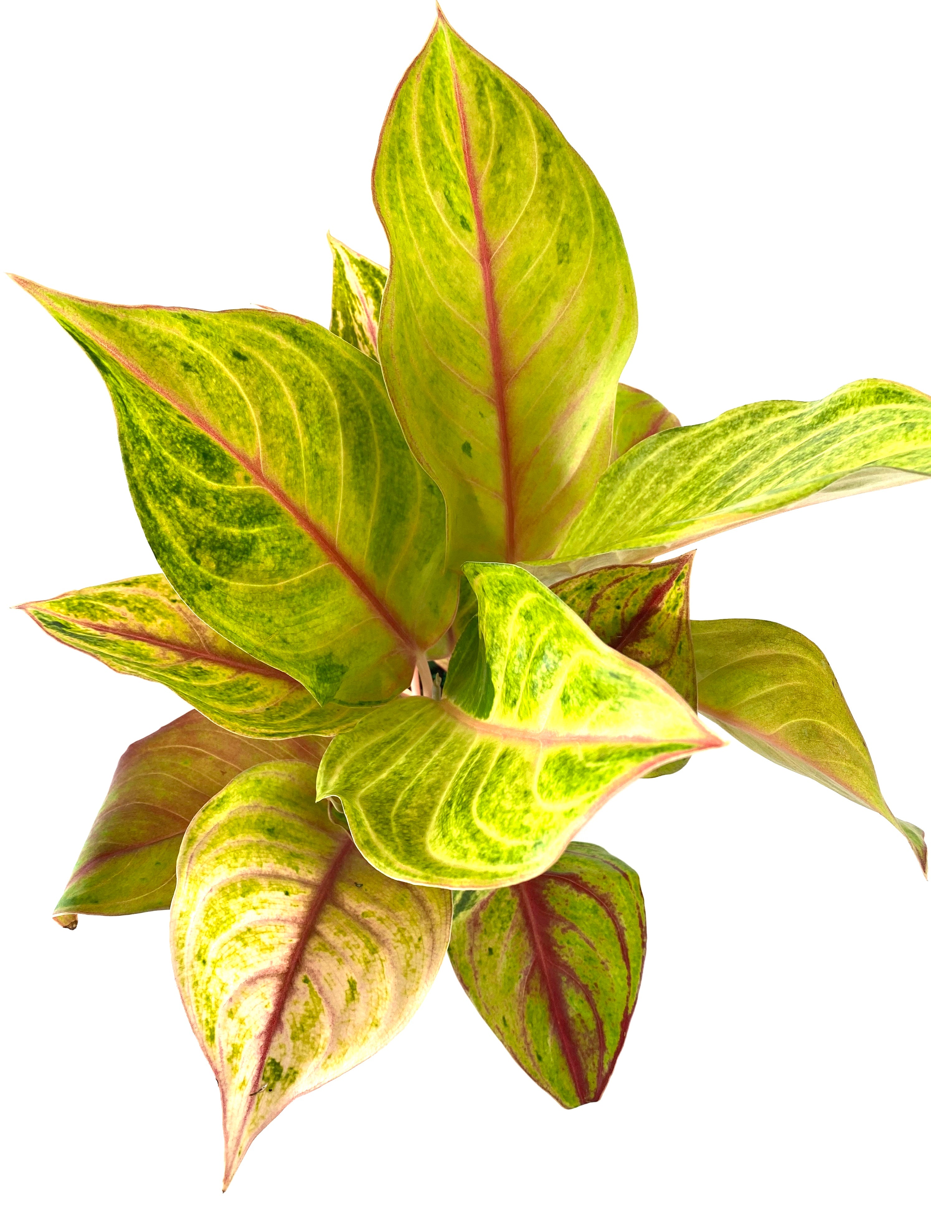 upper view of Aglaonema Golden Papaya Chinese Evergreen