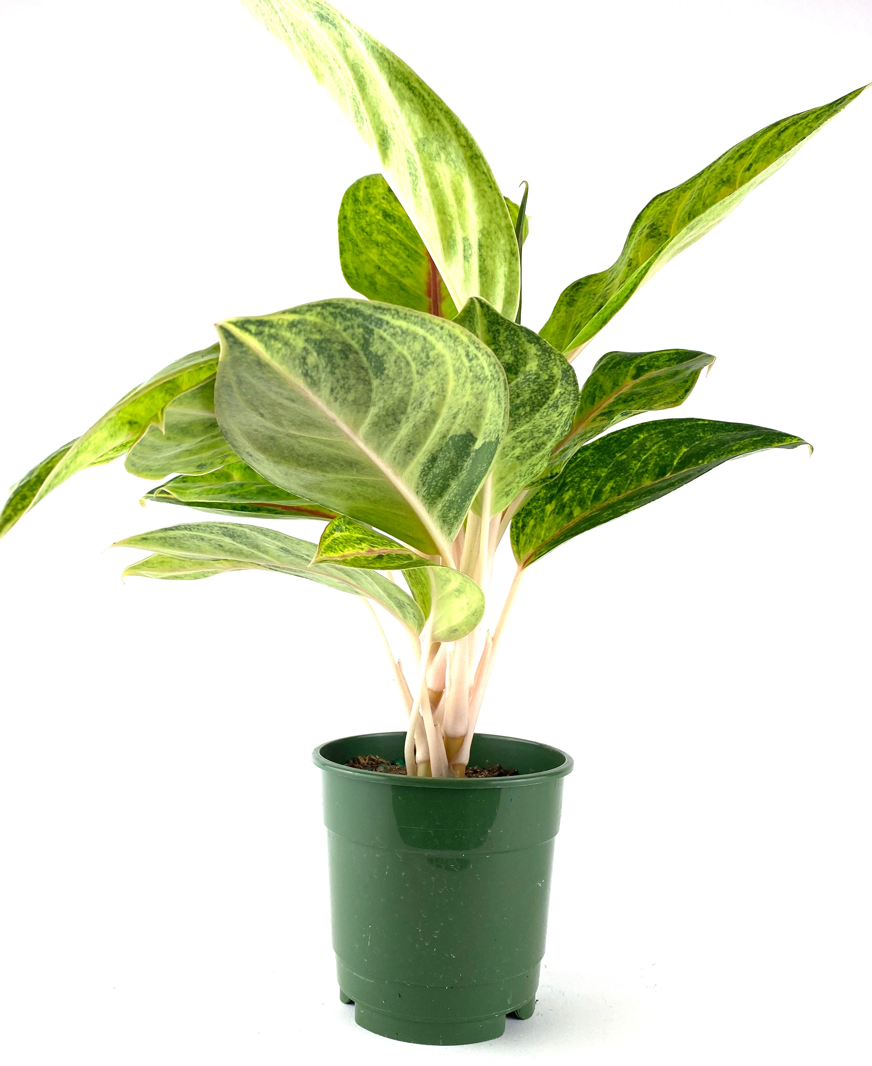 Aglaonema Green Papaya, Chinese Evergreen in a green pot