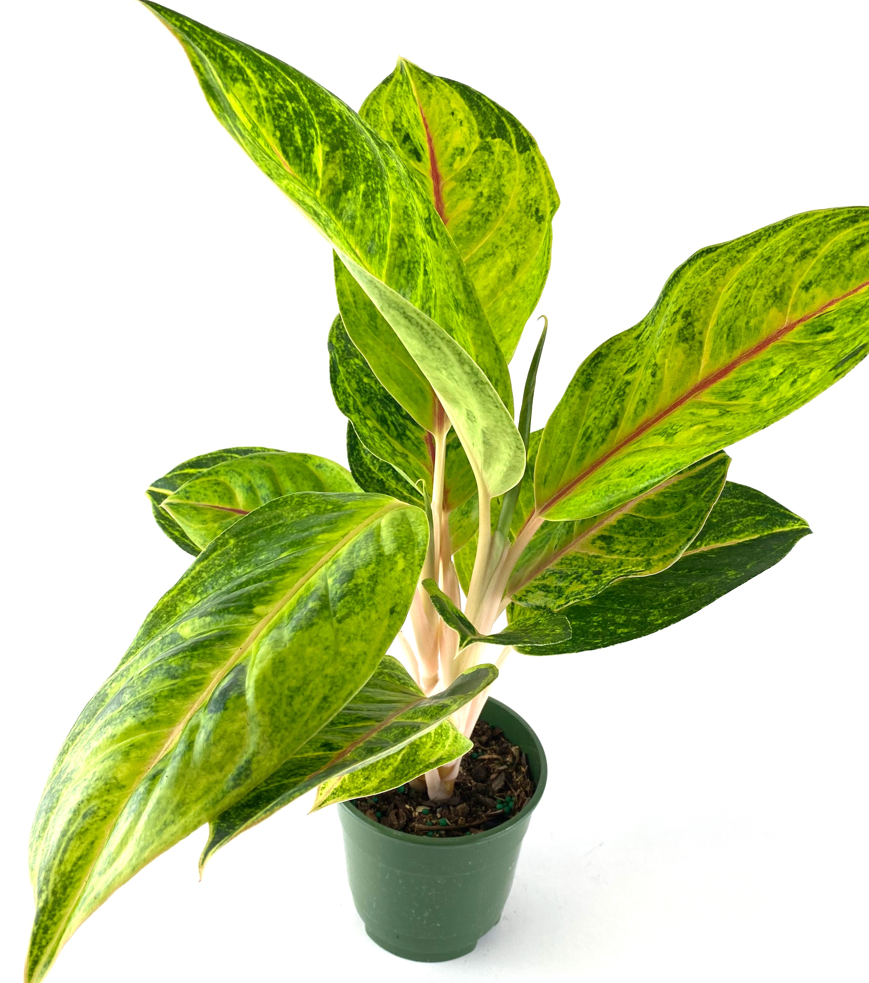 Aglaonema Green Papaya, Chinese Evergreen