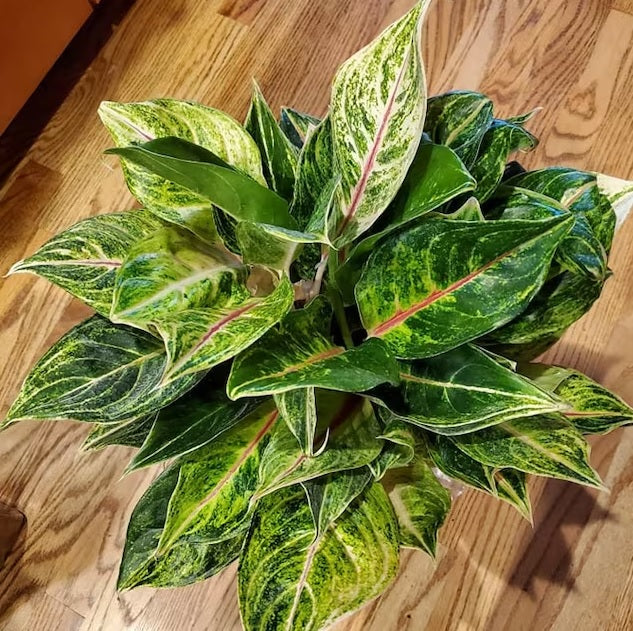 upper view of Aglaonema Green Papaya, Chinese Evergreen