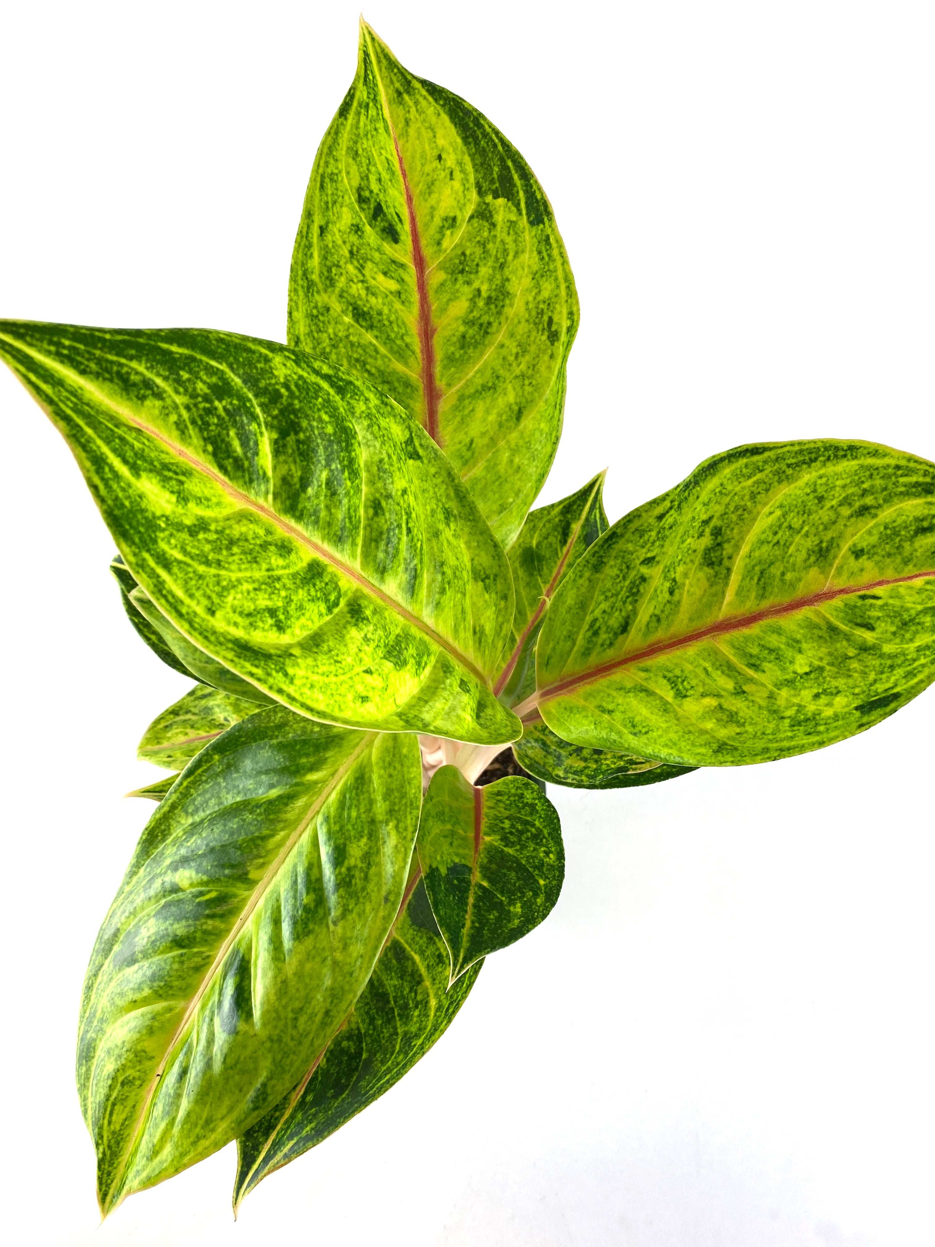 leaves of Aglaonema Green Papaya, Chinese Evergreen