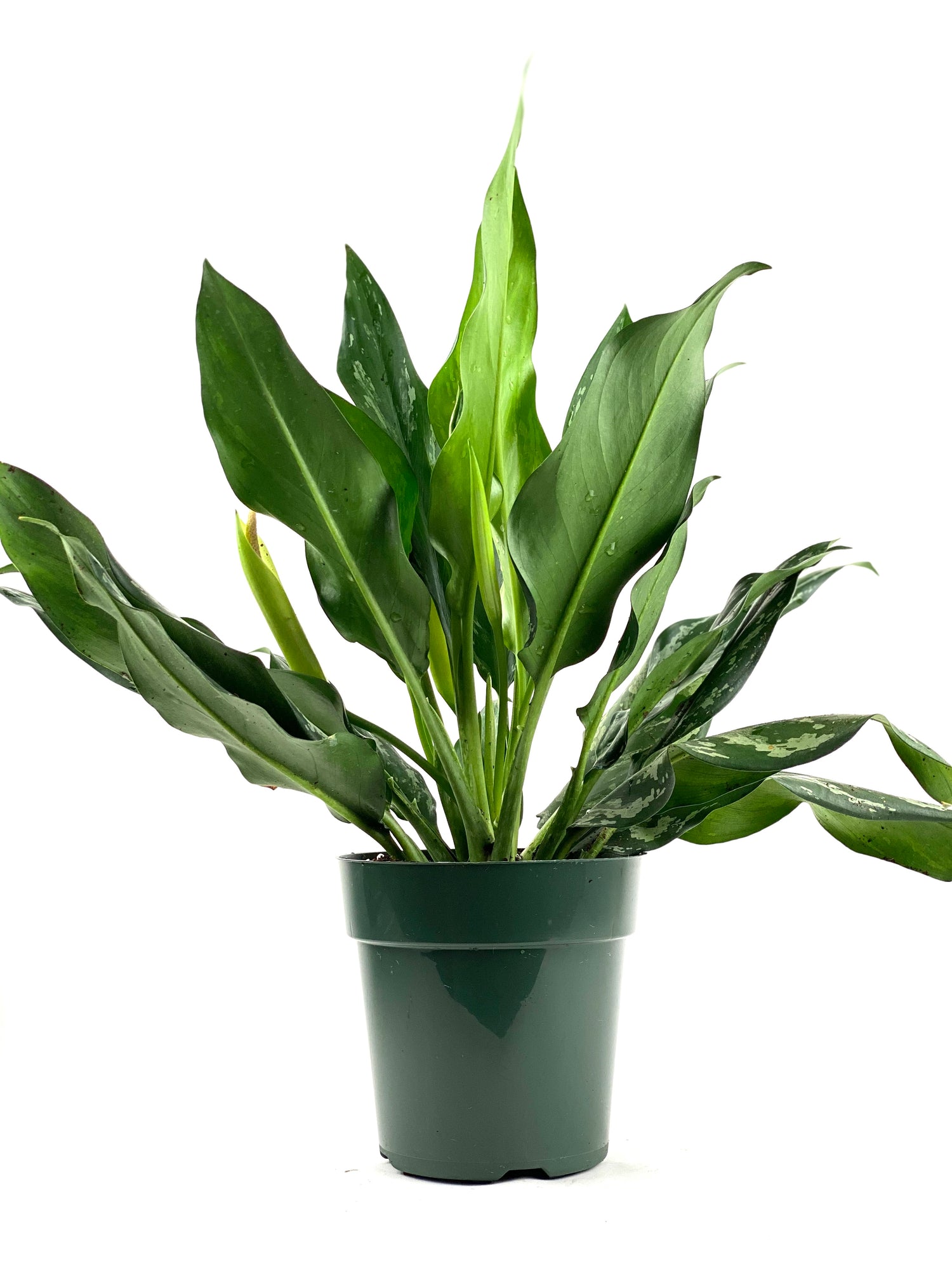 Aglaonema Silver Bay Chinese Evergreen in a green pot