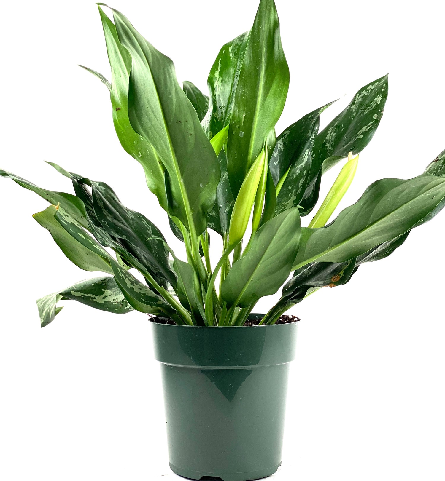 Aglaonema Silver Bay Chinese Evergreen in a green pot