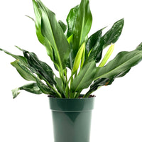 Aglaonema Silver Bay Chinese Evergreen
