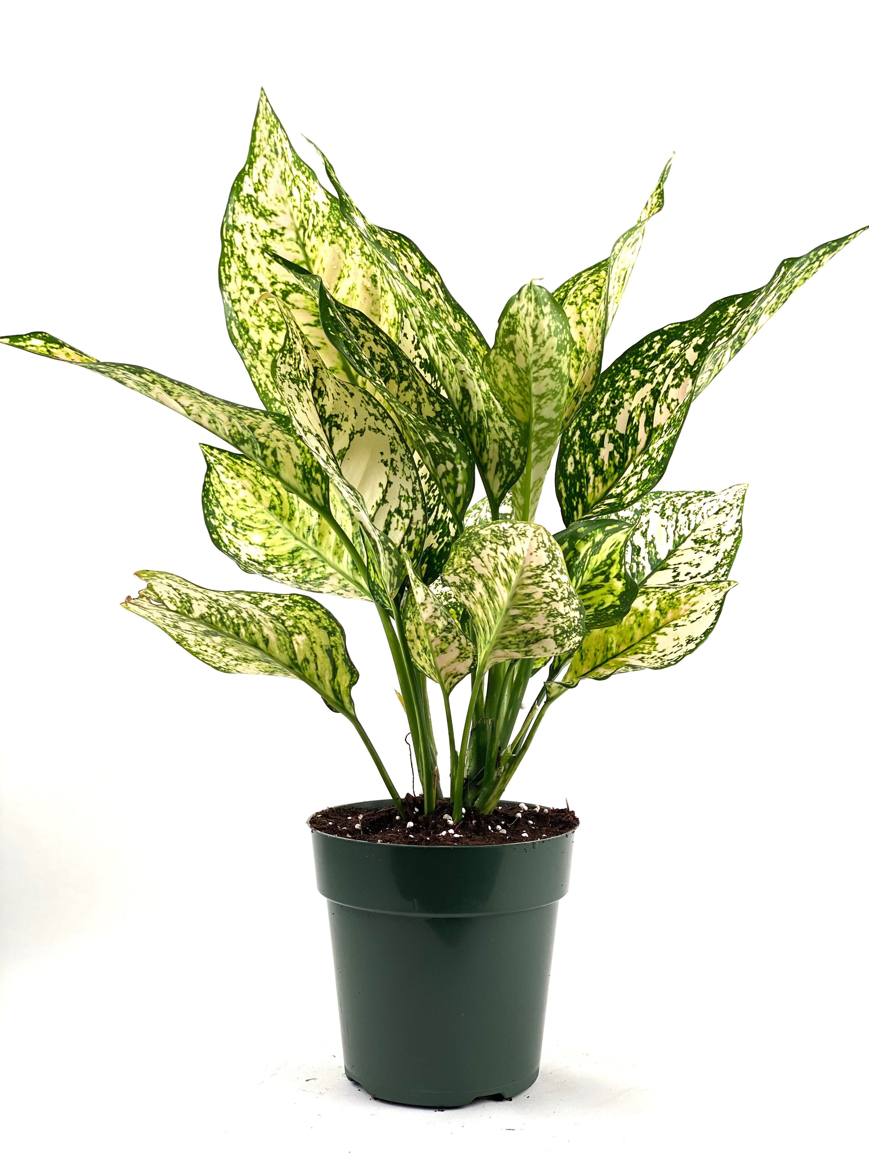 Aglaonema Etta Rose Chinese Evergreen