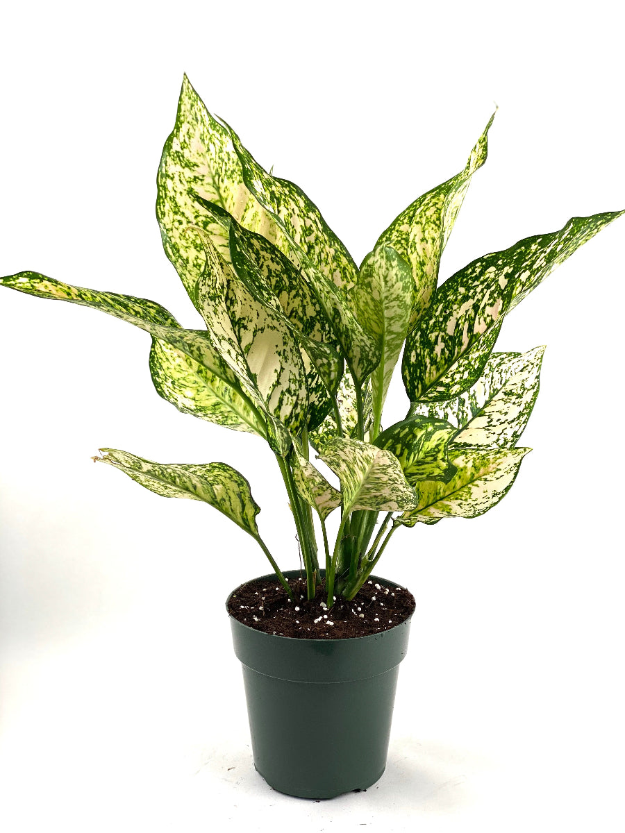 A healthy Aglaonema Chinese Evergreen plant featuring striking variegated green and cream leaves