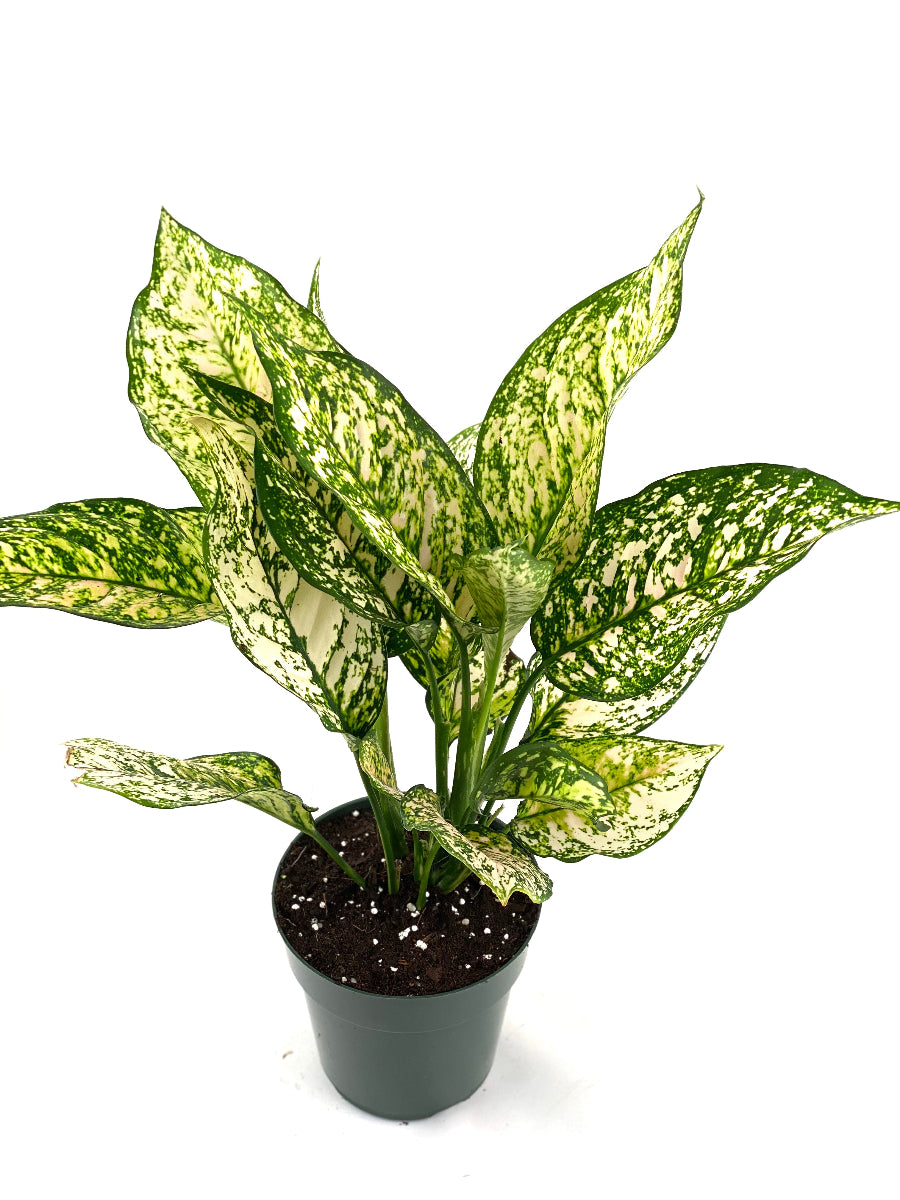 A healthy Aglaonema Chinese Evergreen plant featuring striking variegated green and cream leaves