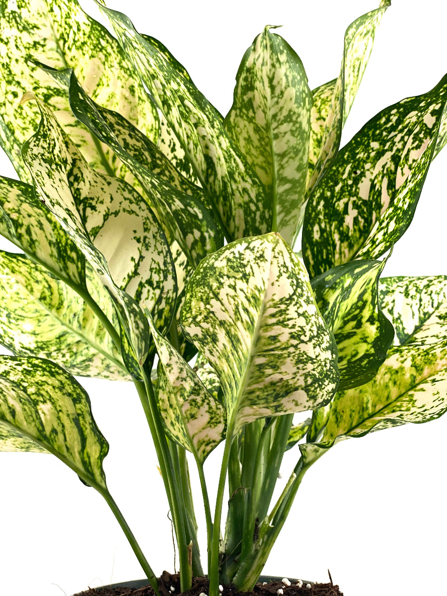 A striking Aglaonema Etta Rose Chinese Evergreen plant showcasing its vibrant, variegated leaves