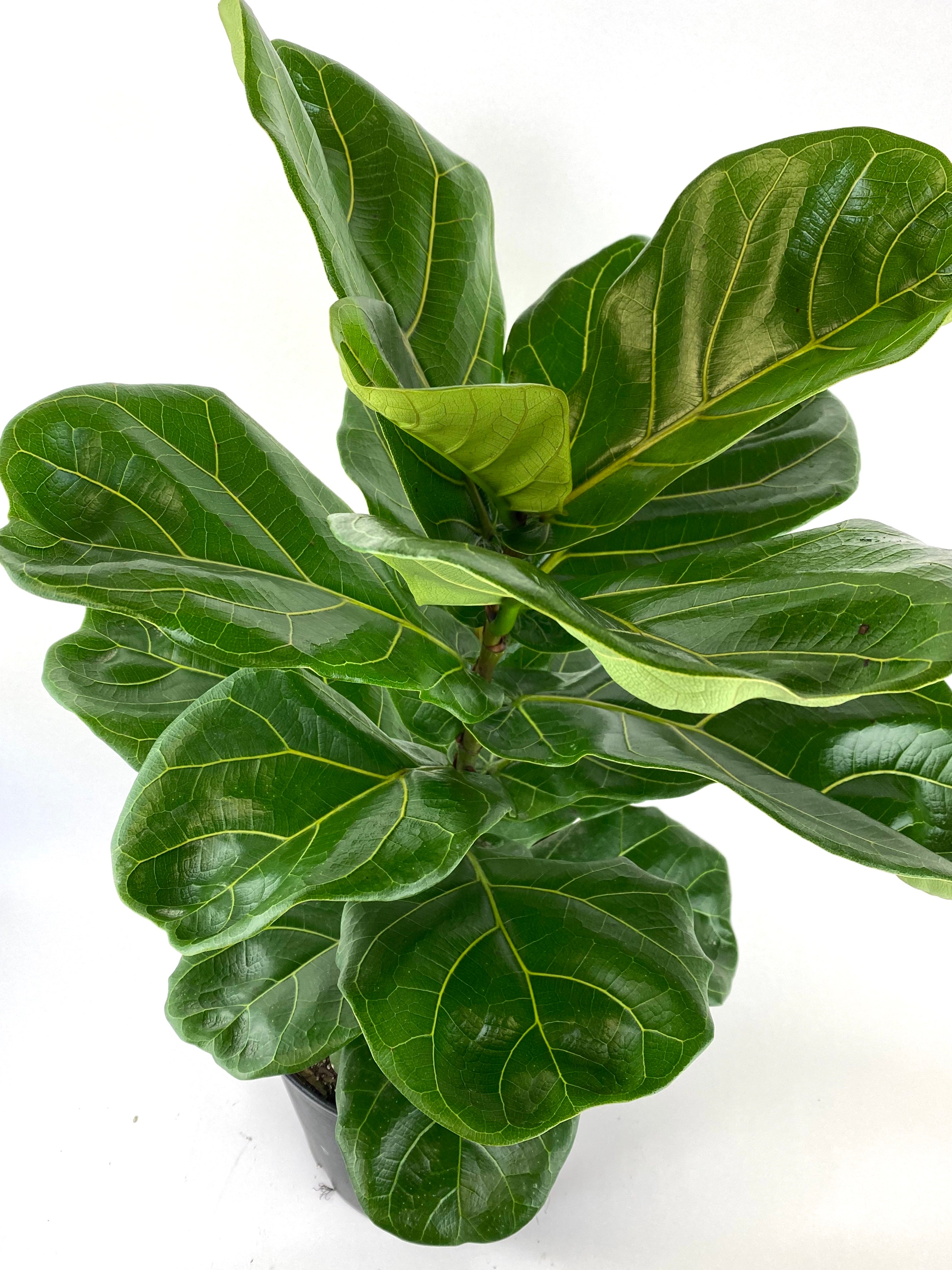 upper view of Ficus Lyrata Tree Form Double, Fiddle Leaf Fig Tree