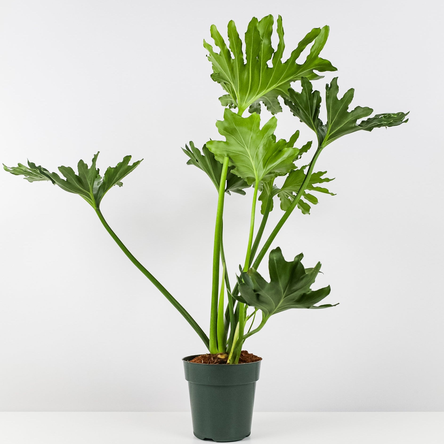 Philodendron Split Leaf Hope in a 6in plant