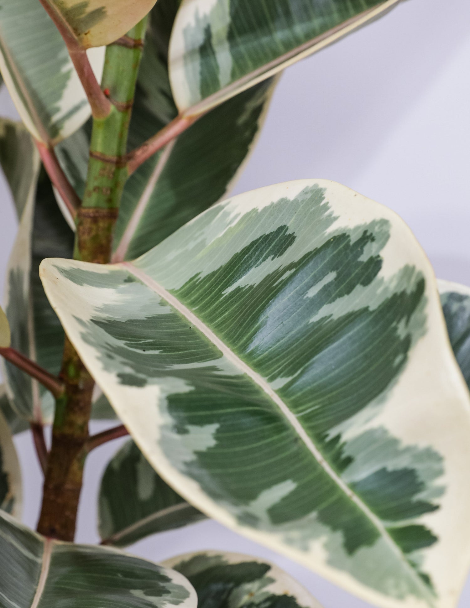 leaf of Tineke Bush Form, Deco Pot White