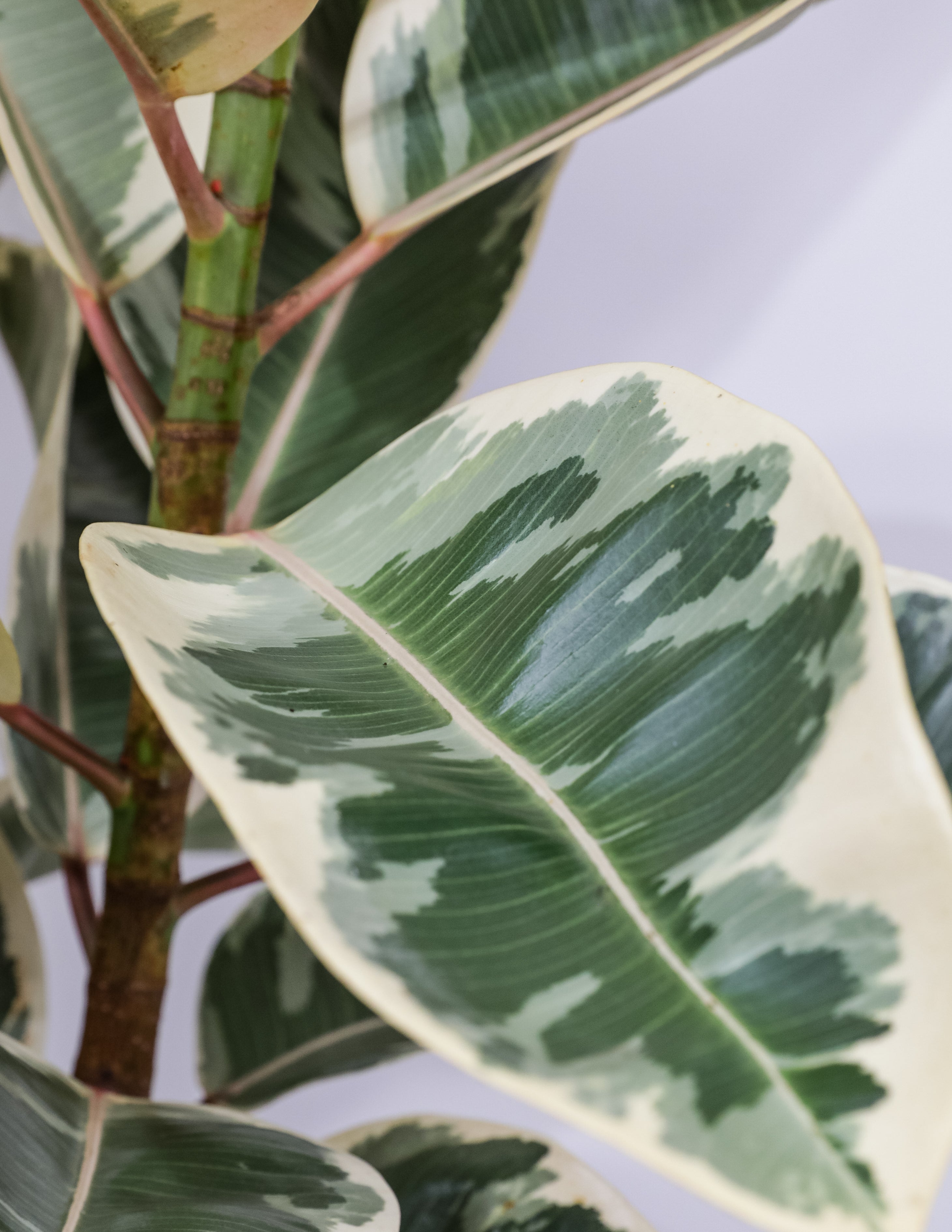 leaf of Tineke Bush Form, Deco Pot White