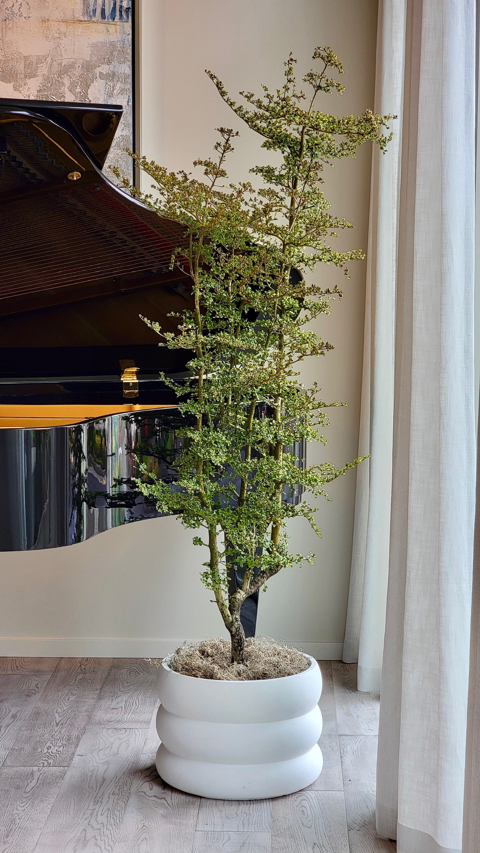 Bucida Spinosa, Spiny Black Olive