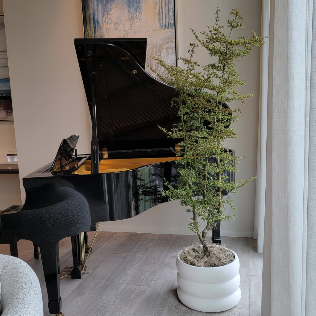 Black olive bucida spinosa Black grand piano in a room with a plant and a painting on the wall.
