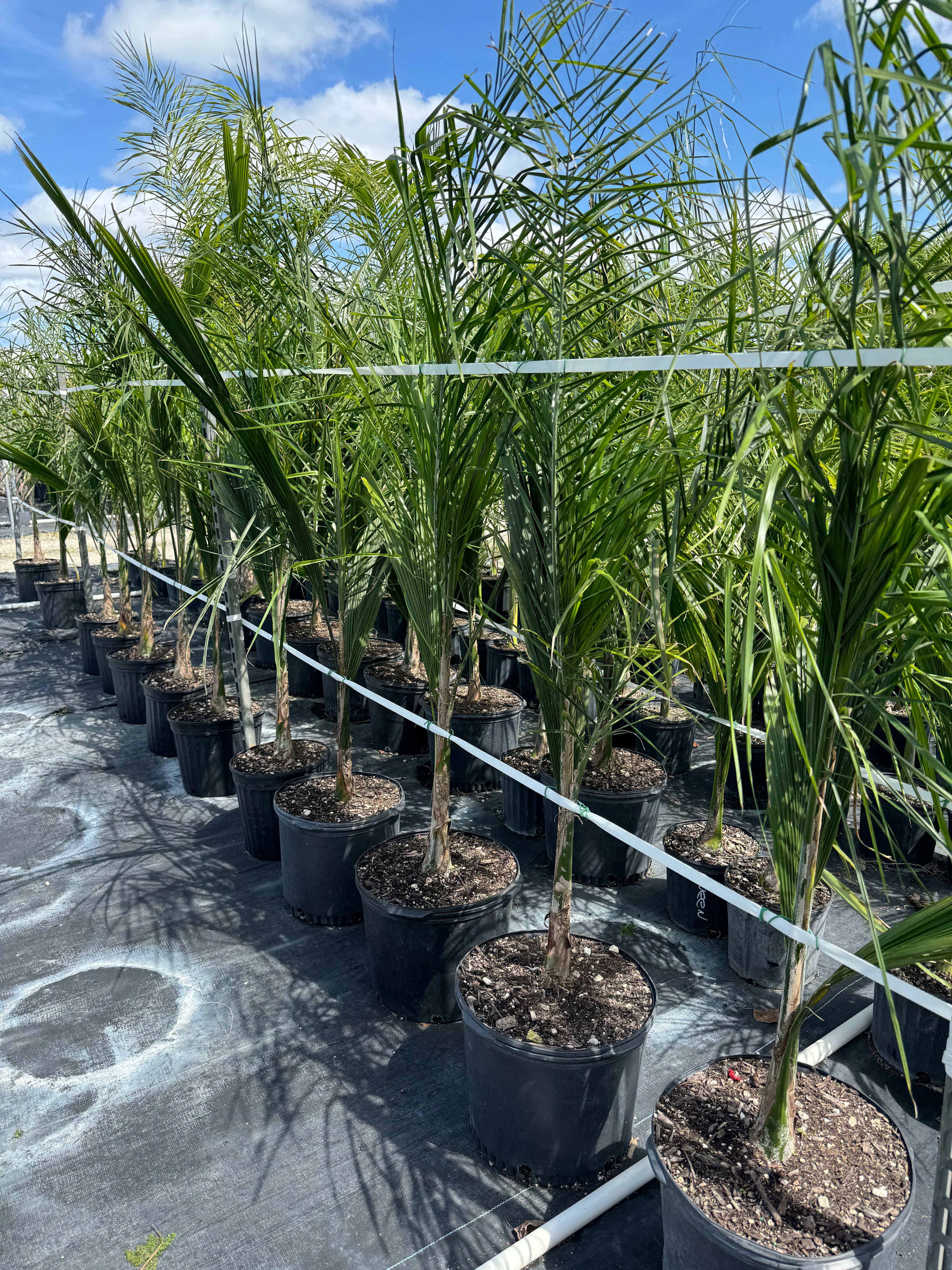 Queen Palm, Cocos Plumosa