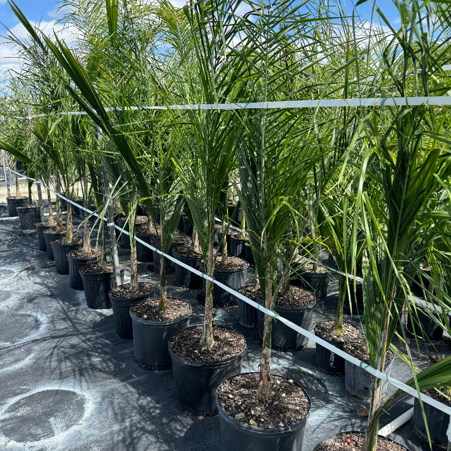 Palm trees in rows at nursery ground