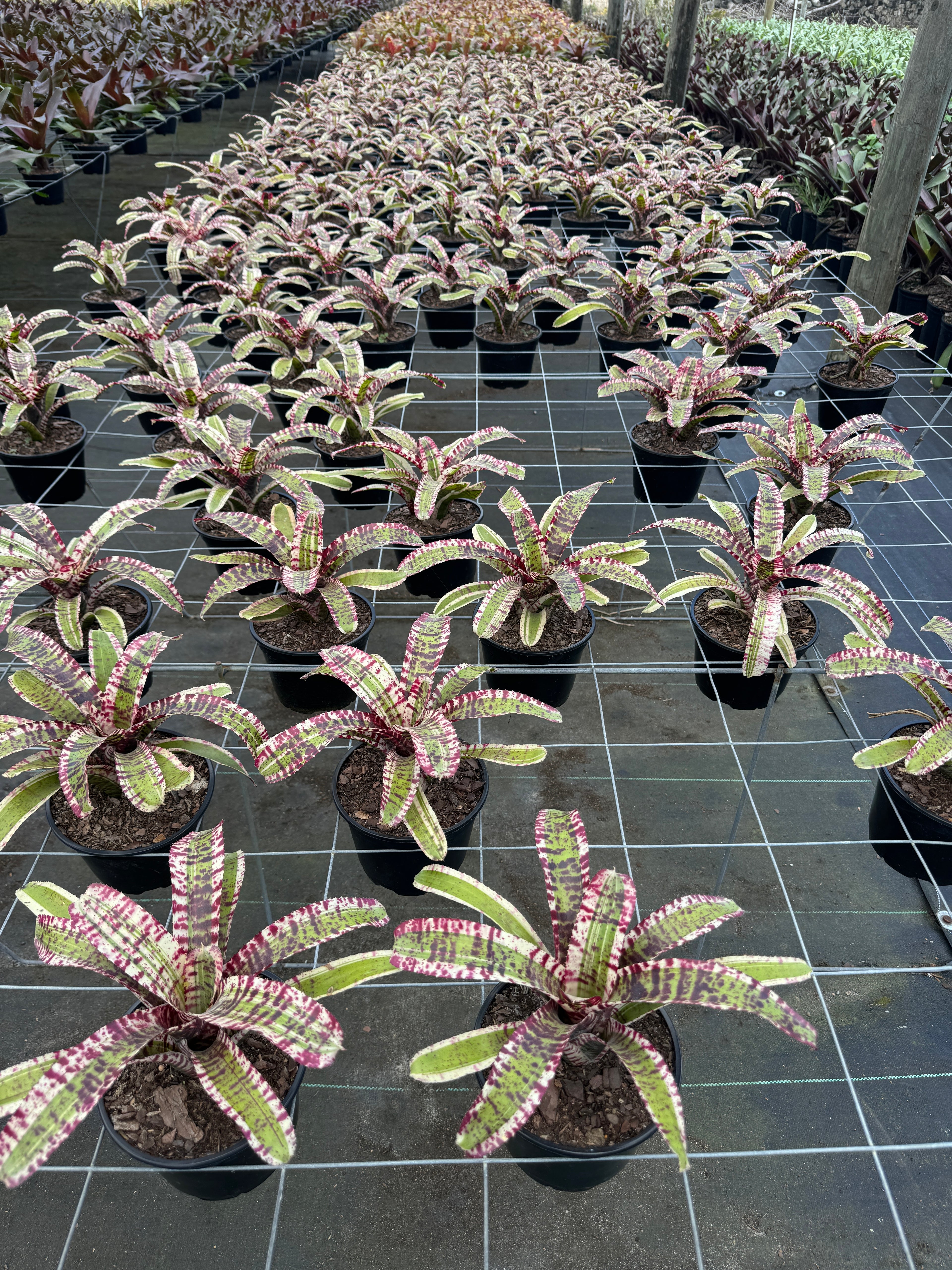 Bromeliad, Neoregelia Hypnotic