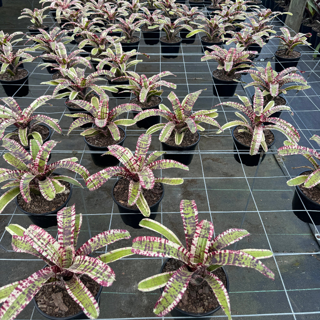 Bromeliad, Neoregelia Hypnotic in 6in pot in rows