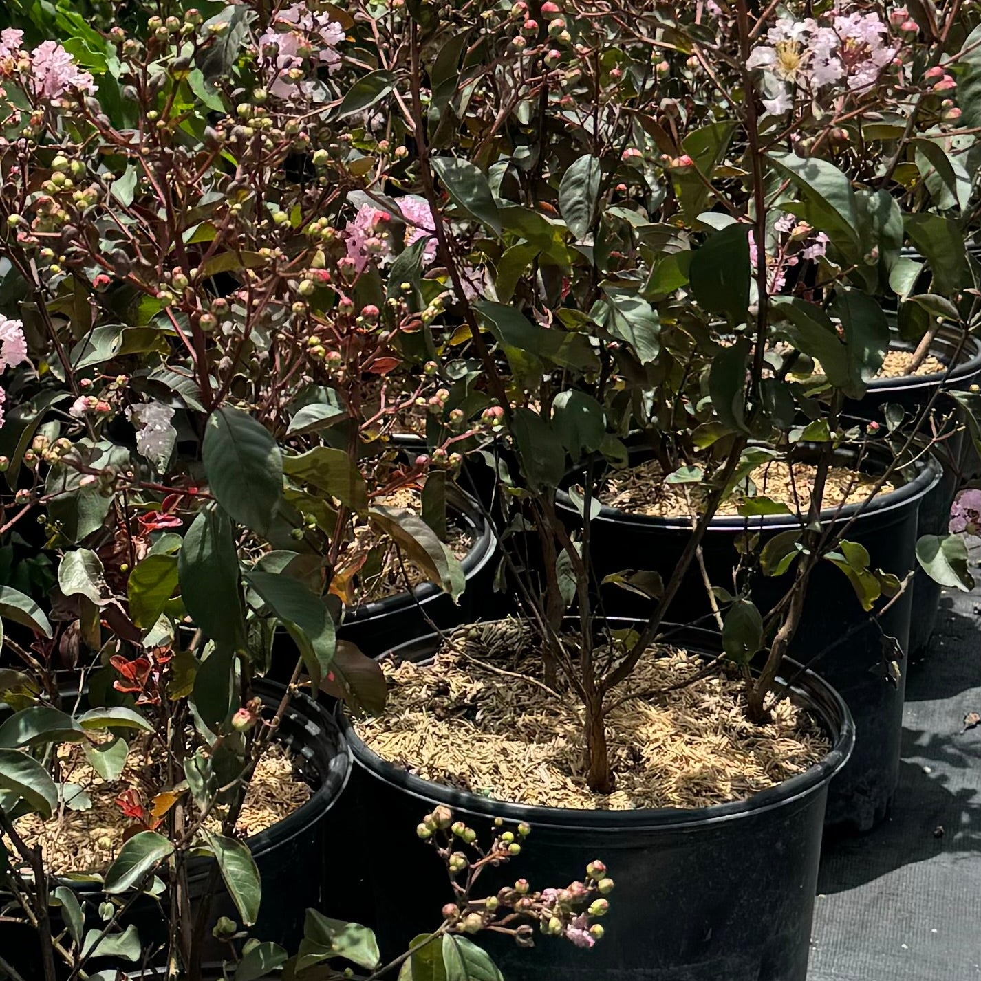 Crape Myrtle Rhapsody in Pink Flowering Tree