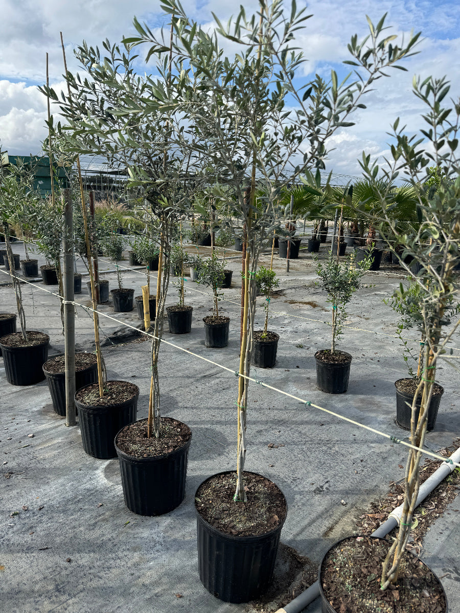 Braided Olive Tree Potted tree in nursery 5gal Row of potted trees