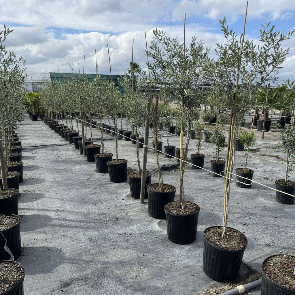 Braided Olive Tree Potted tree in nursery 5gal Row of potted trees