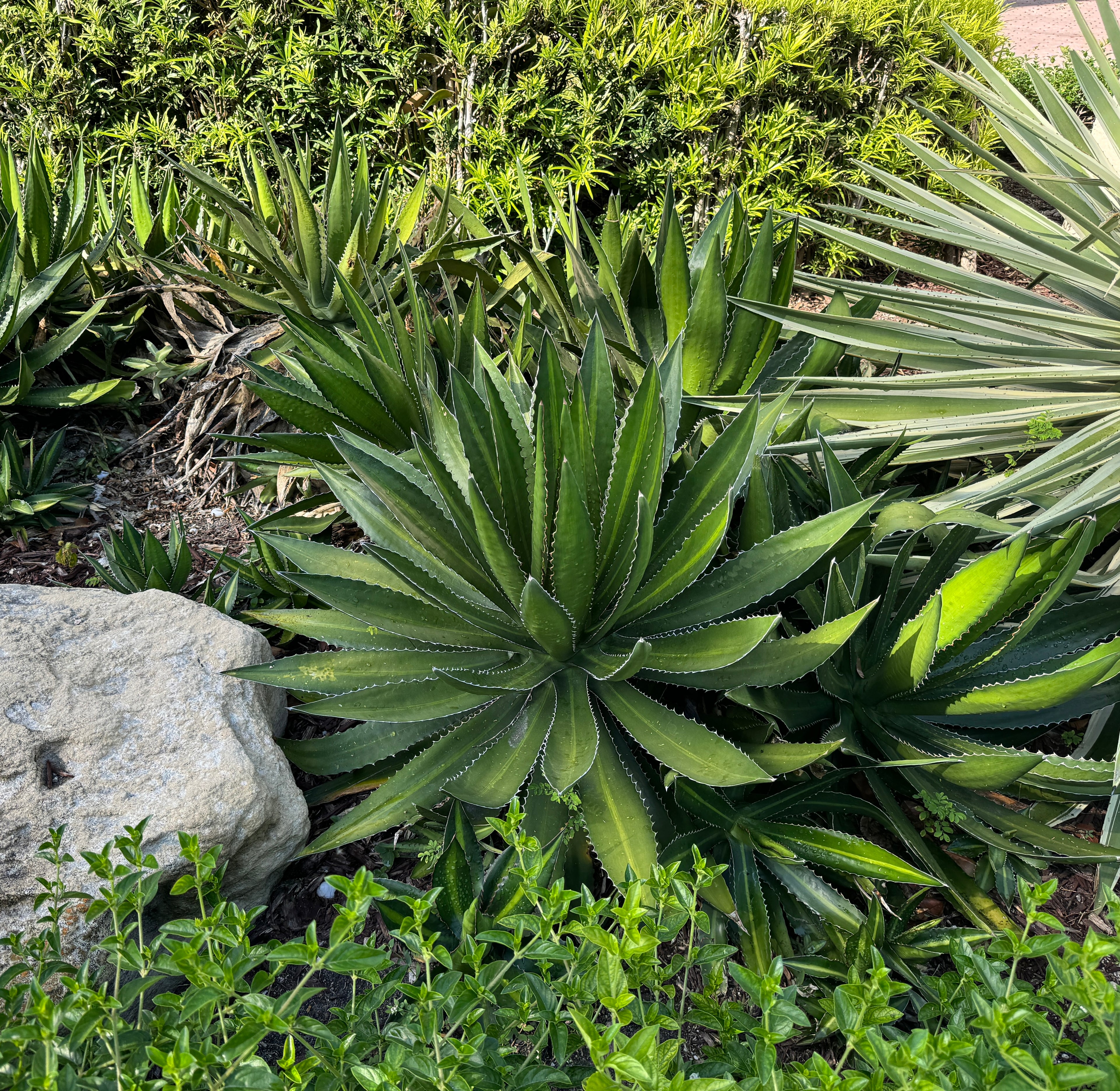 Agave lophantha &